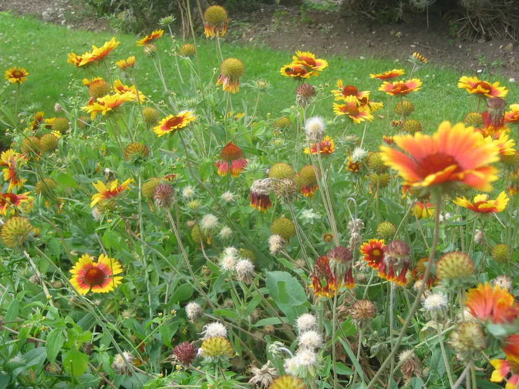 Blanket Flower (Gaillardia X Grandiflora) — This hardy cultivar is a hybrid; from early summer to fall