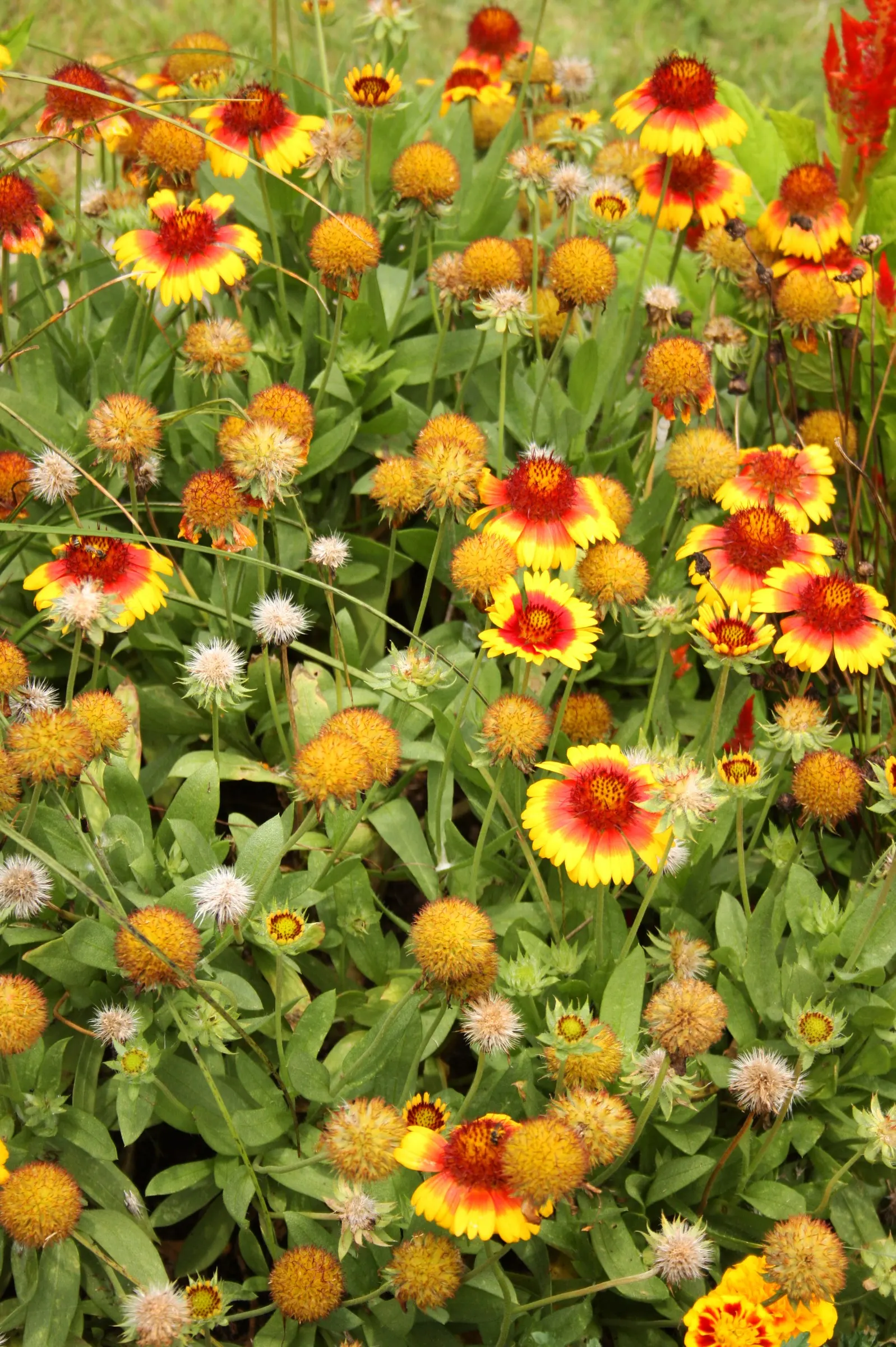 Blanket Flower (Gaillardia X Grandiflora) — making it an excellent choice for sunny borders; reducing the need for frequent watering, image 71