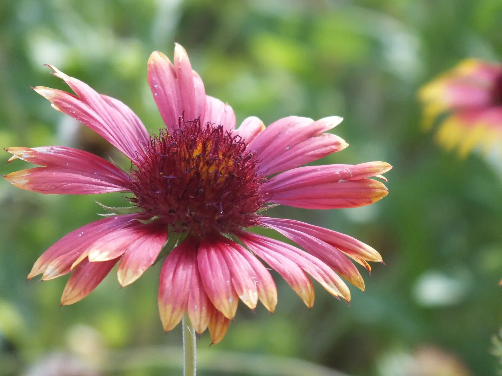 Blanket Flower (Gaillardia X Grandiflora) — mounded coverage.<br><br>Adapted to a wide range of soil conditions; from early summer to fall, image 97