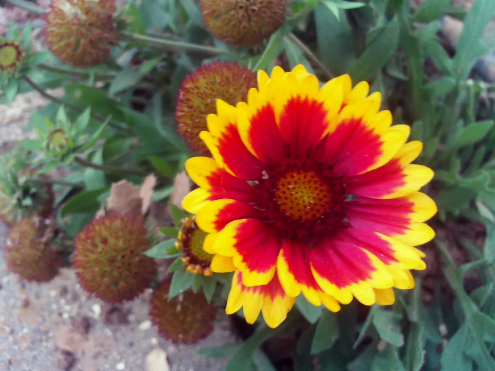 Blanket Flower (Gaillardia X Grandiflora) — resulting from a cross between Gaillardia aristata and Gaillardia pulchella; the Blanket Flower, image 94