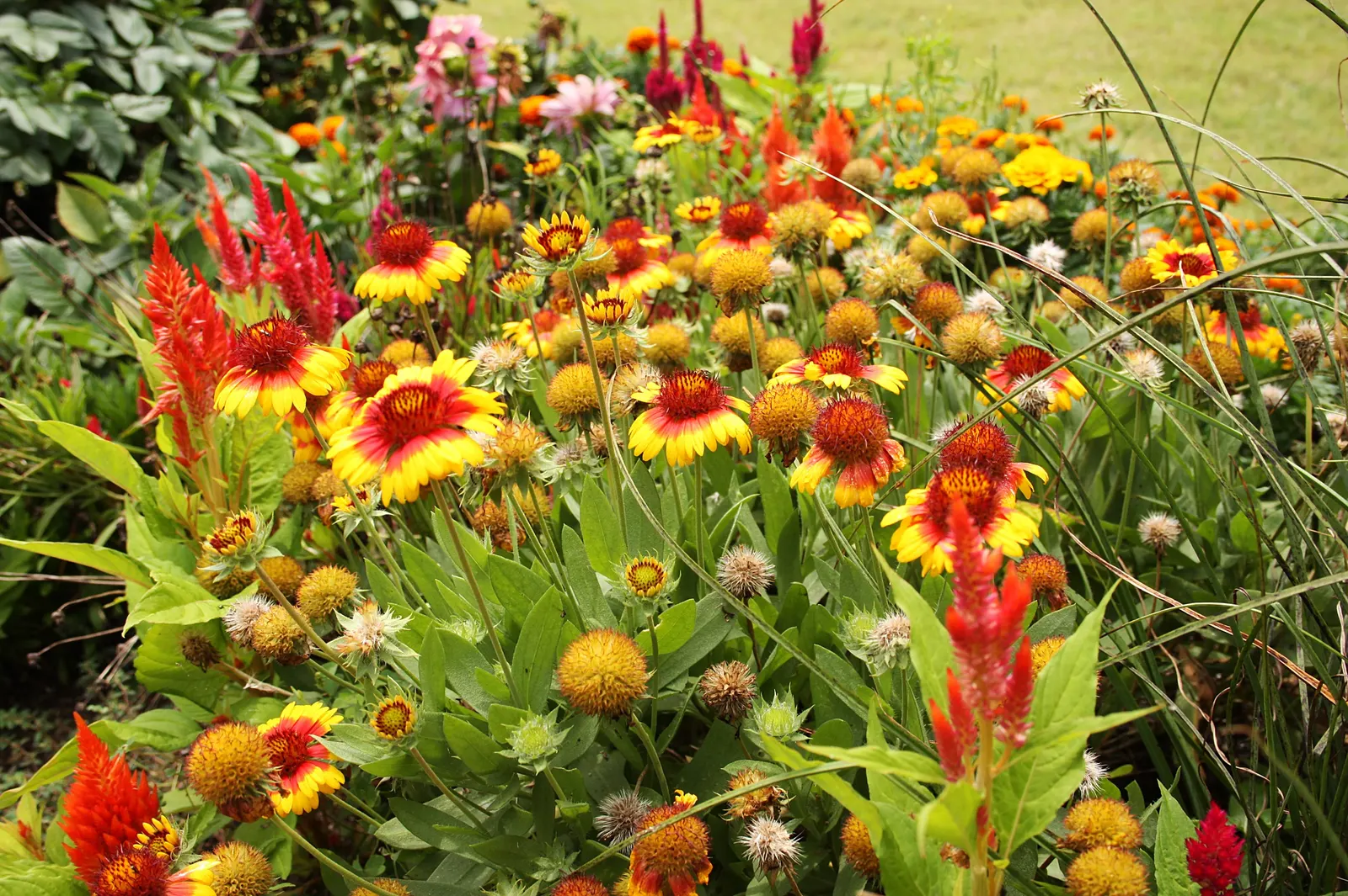 Blanket Flower (Gaillardia X Grandiflora) — enhancing the ecological value of your garden; from early summer to fall, image 105