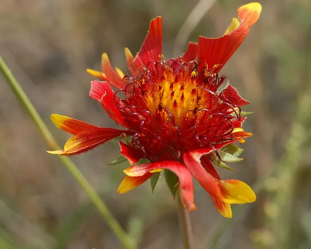 Blanket Flower (Gaillardia X Grandiflora) — typically from early summer until fall; ensuring it remains a delightful and enduring presence in your, image 64