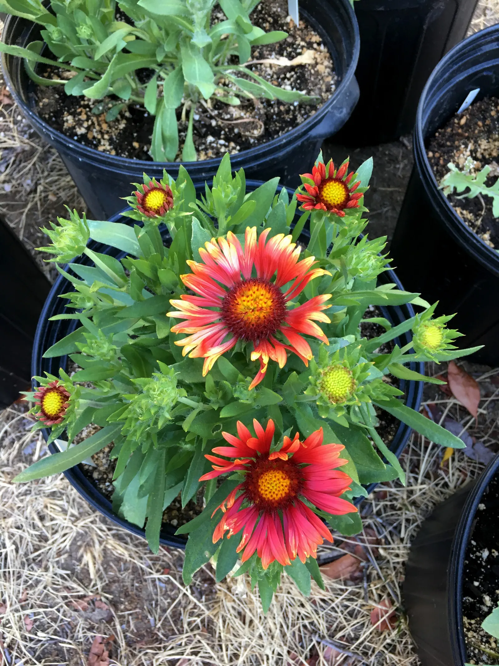 Blanket Flower (Gaillardia X Grandiflora) — from early summer to fall