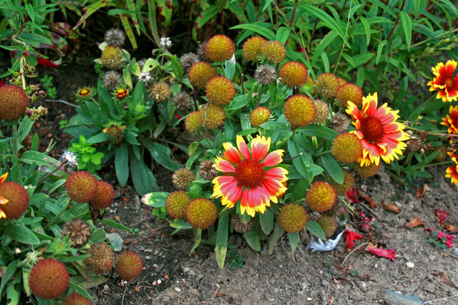 Blanket Flower (Gaillardia X Grandiflora) — often banded together to create a stunning sunset effect; ensuring it remains a delightful and enduring presence in