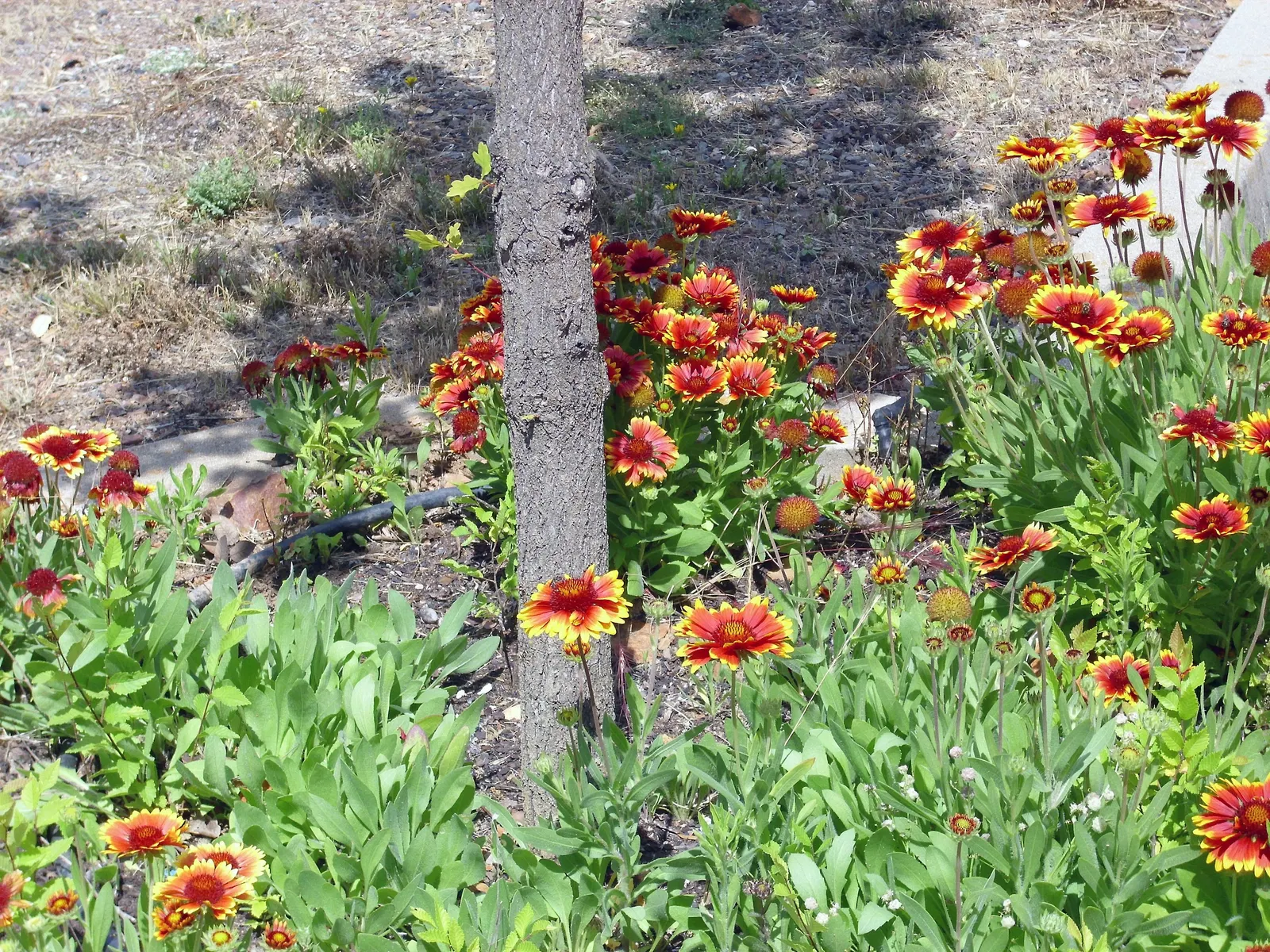 Blanket Flower (Gaillardia X Grandiflora) — scientifically named Gaillardia x grandiflora; the Blanket Flower features daisy-like blossoms, image 118