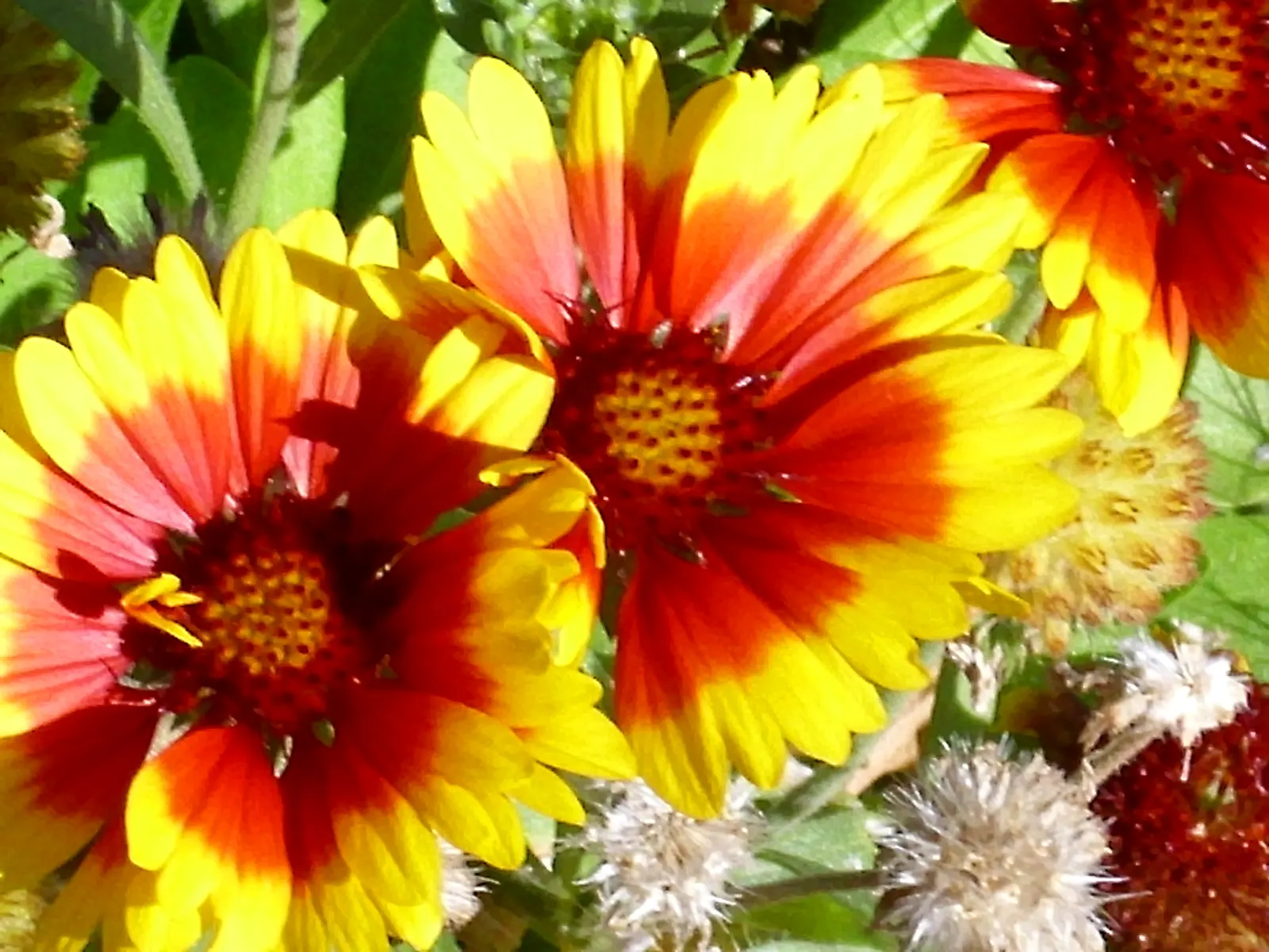 Blanket Flower (Gaillardia X Grandiflora) — multi-colored and orange flowers in the garden; the Blanket Flower features daisy-like blossoms, image 110