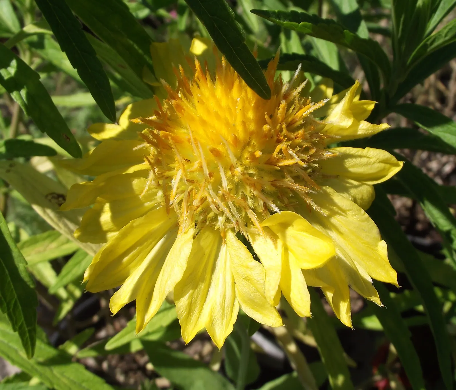 Blanket Flower (Gaillardia X Grandiflora) — is a vibrant perennial that boasts a long blooming season; reducing the need for frequent watering