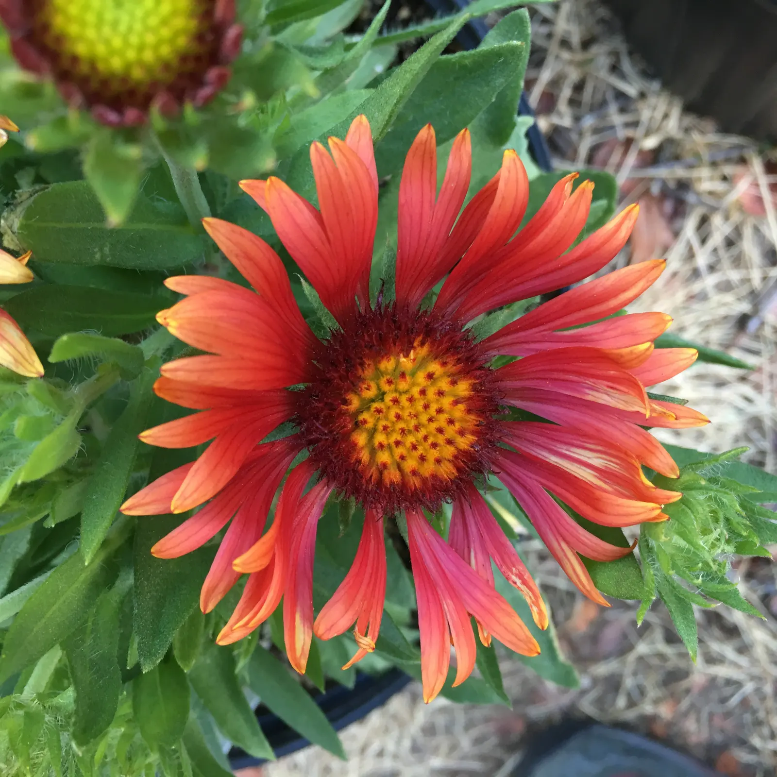 Blanket Flower (Gaillardia X Grandiflora) — multi-colored and orange flowers in the garden; the Blanket Flower features daisy-like blossoms