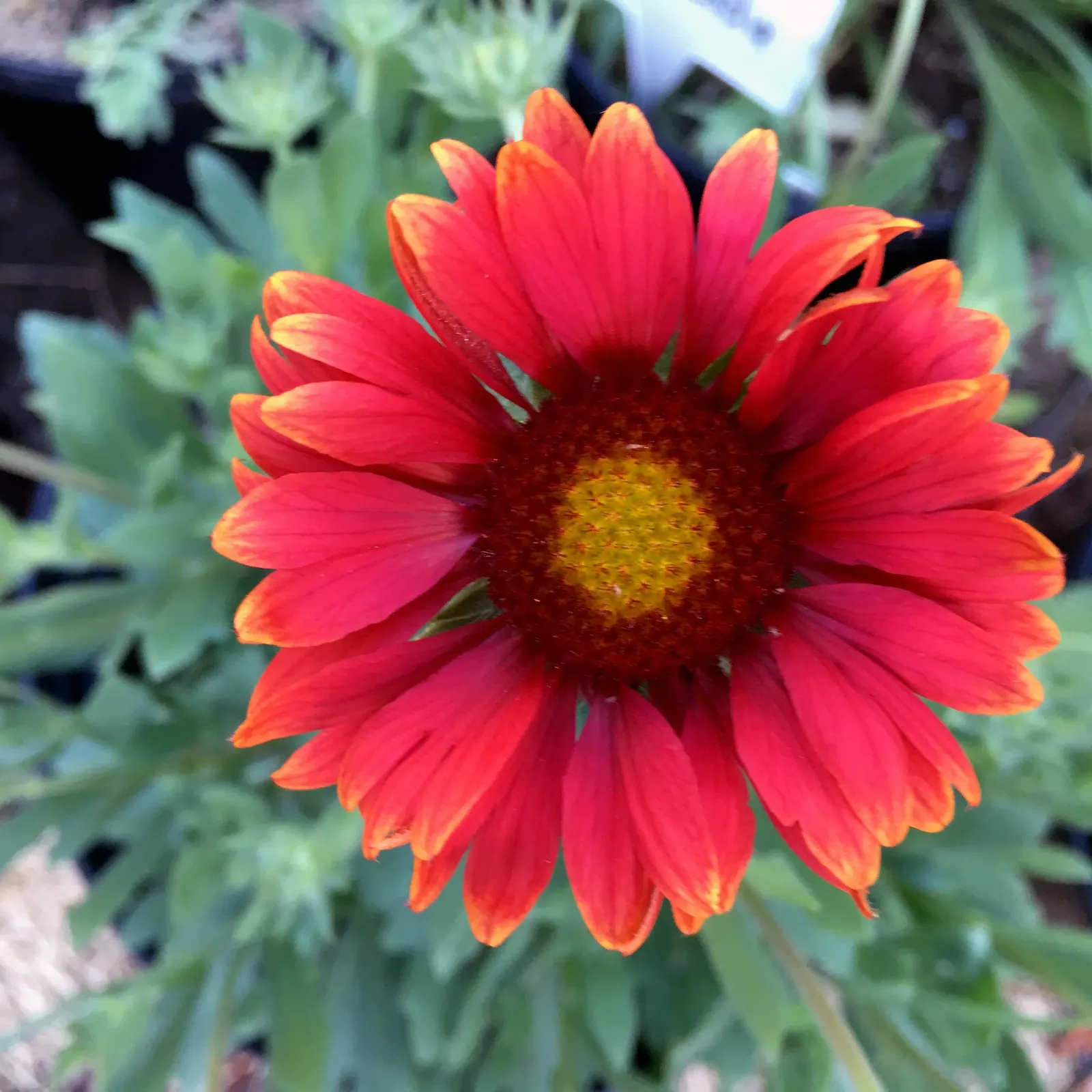 Blanket Flower (Gaillardia X Grandiflora) — often banded together to create a stunning sunset effect; ensuring it remains a delightful and enduring, image 124