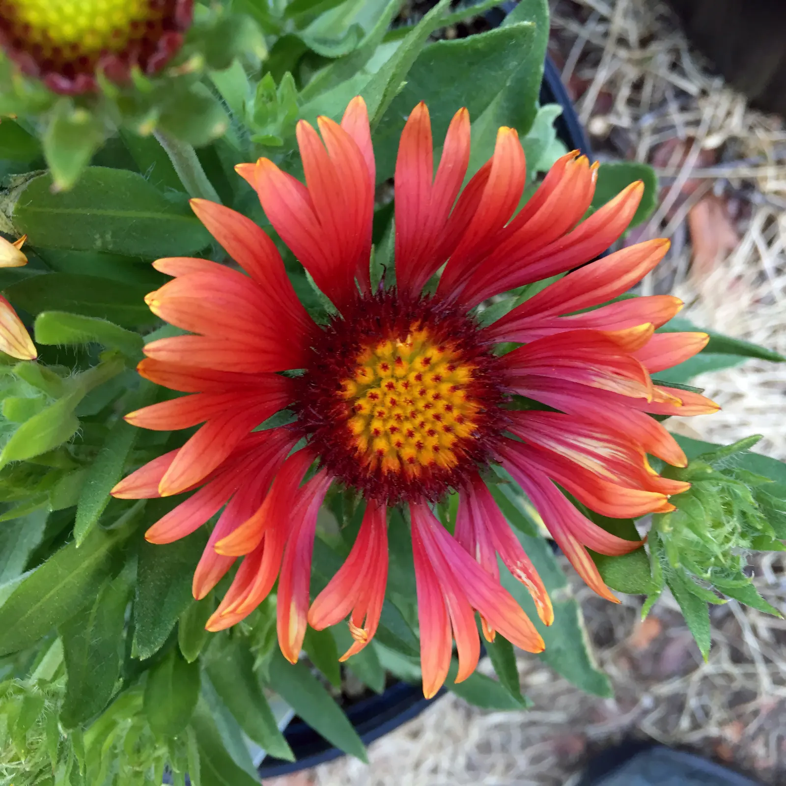 Blanket Flower (Gaillardia X Grandiflora) — Gaillardia x grandiflora prefers well-drained soils and thrives in full sun exposure; the Blanket, image 70