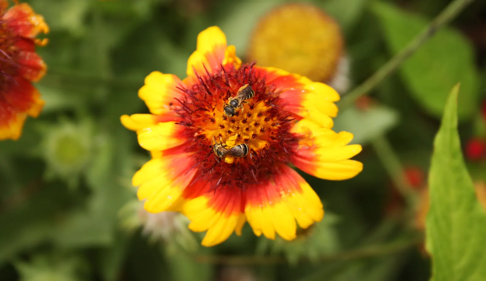 Blanket Flower (Gaillardia X Grandiflora) — mounded coverage.<br><br>Adapted to a wide range of soil conditions