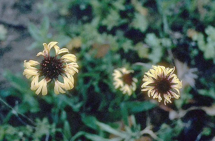 Blanket Flower (Gaillardia X Grandiflora) — Low maintenance with moderate water needs, it's perfect for xeriscaping