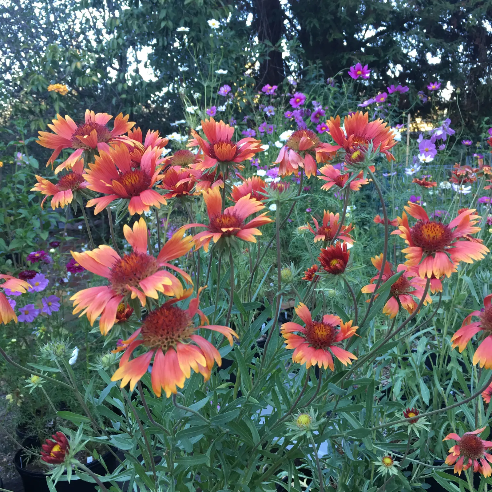 Blanket Flower (Gaillardia X Grandiflora) — the Blanket Flower features daisy-like blossoms; reducing the need for frequent watering, image 123