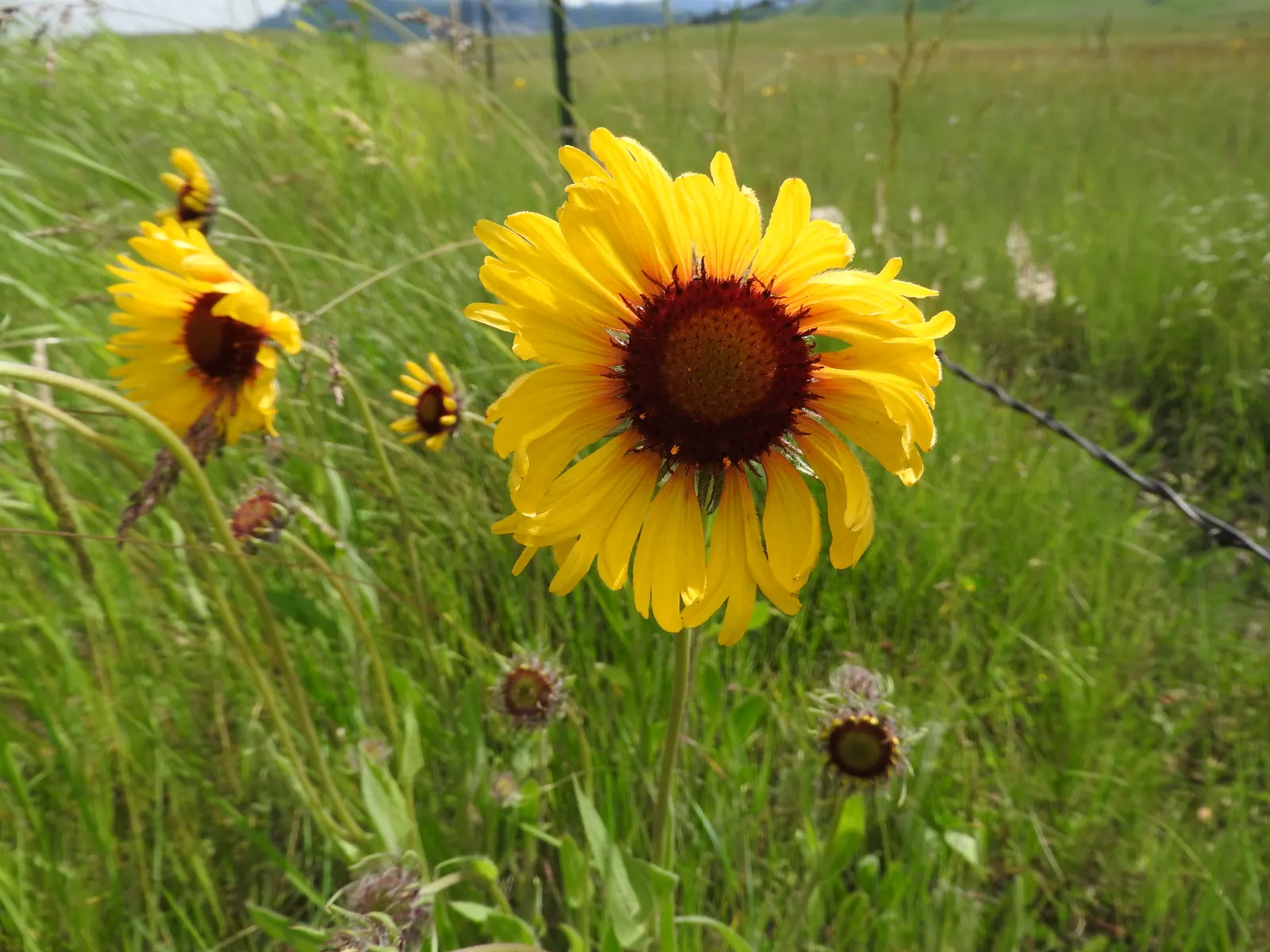 Blanket Flower (Gaillardia X Grandiflora) — typically from early summer until fall; ensuring it remains a delightful and enduring presence in your landscape