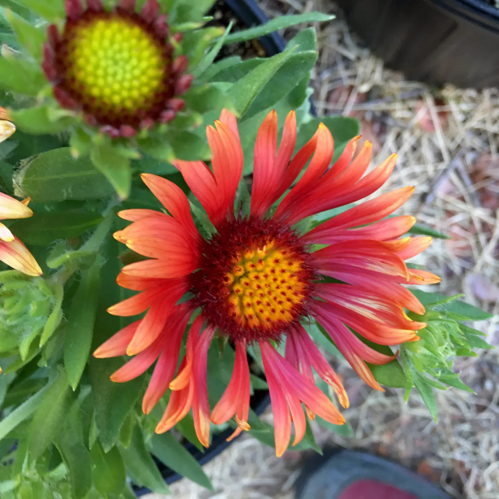 Blanket Flower (Gaillardia X Grandiflora) — Blanket Flowers are renowned for attracting pollinators such as butterflies and bees