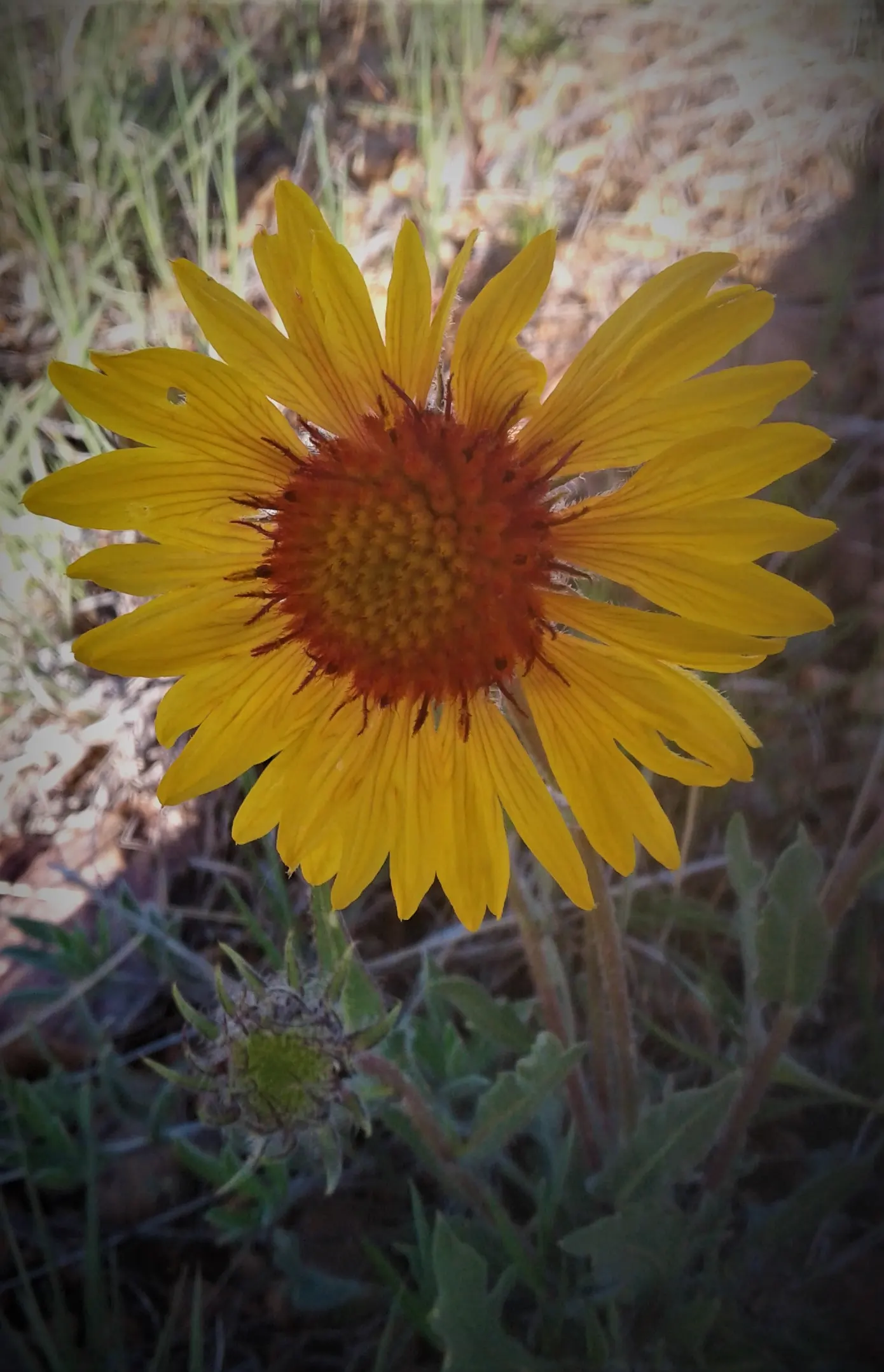 Blanket Flower (Gaillardia X Grandiflora) — Being low-maintenance, they require minimal care, though deadheading can promote prolonged blooming