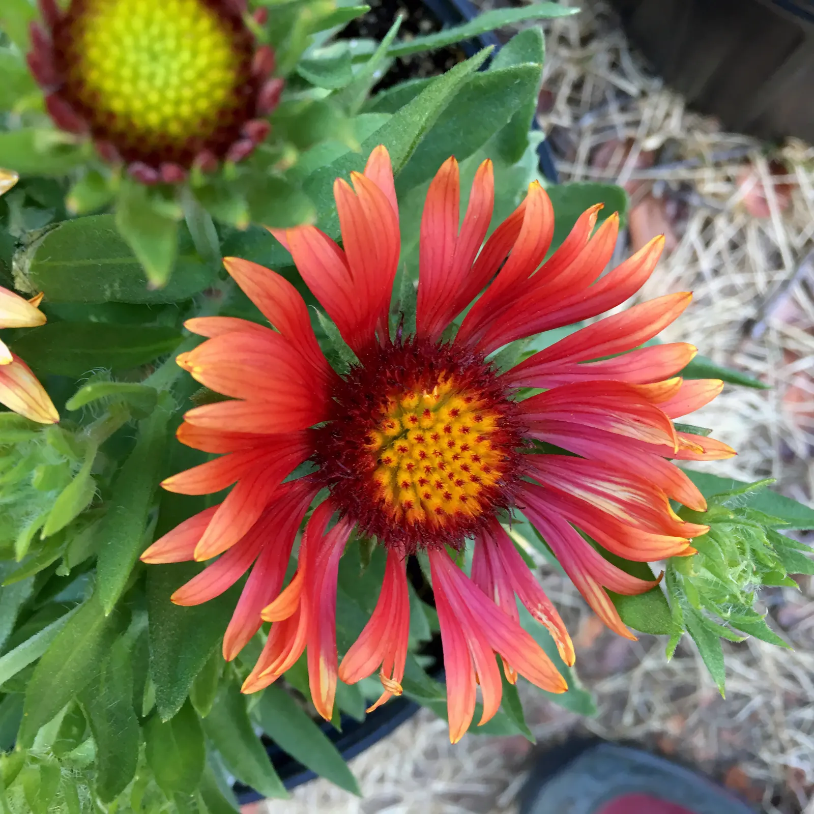 Blanket Flower (Gaillardia X Grandiflora) — Ideal for US zones 3-10, it thrives in full sun, reaching 1-3 feet in height and spread; the Blanket, image 114