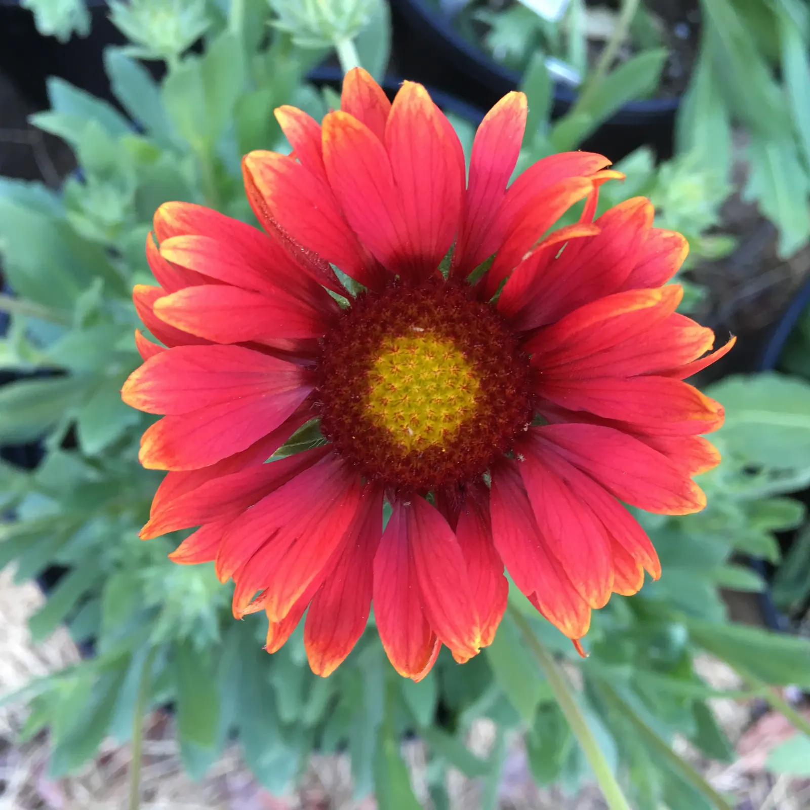 Blanket Flower (Gaillardia X Grandiflora) — the Blanket Flower features daisy-like blossoms; reducing the need for frequent watering, image 67