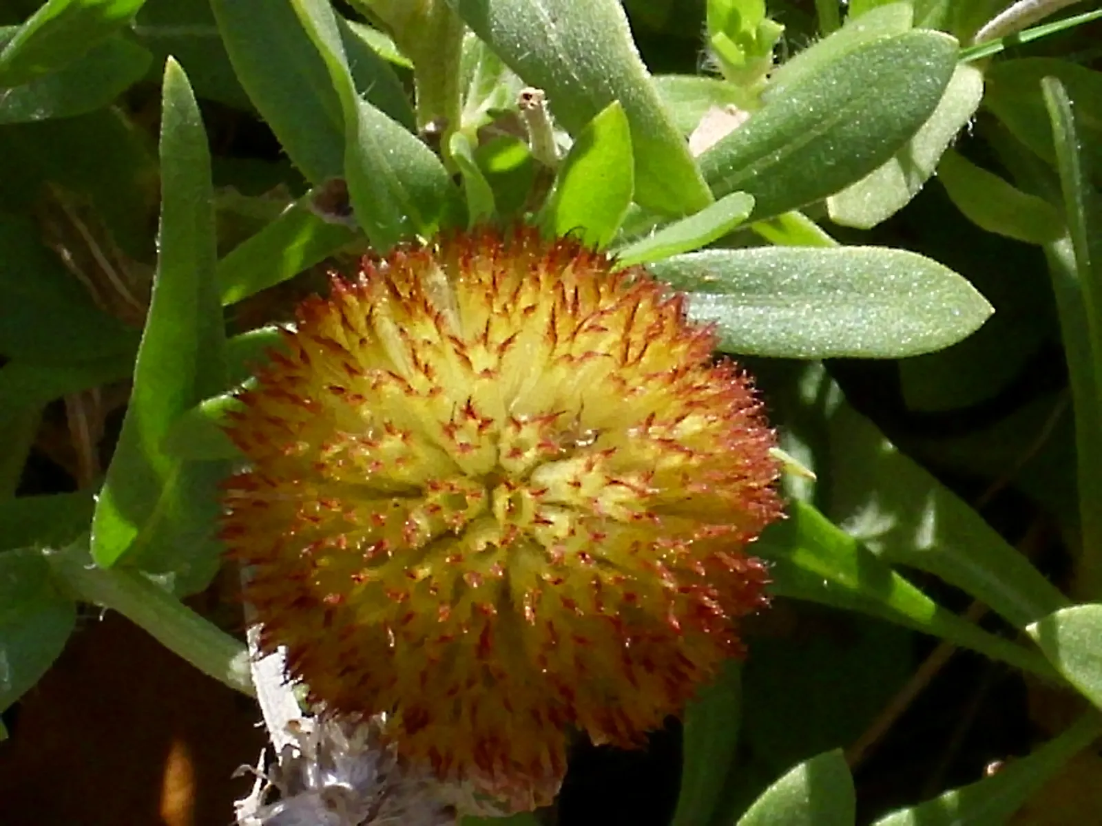Blanket Flower (Gaillardia X Grandiflora) — reducing the need for frequent watering; the Blanket Flower features daisy-like blossoms, image 102