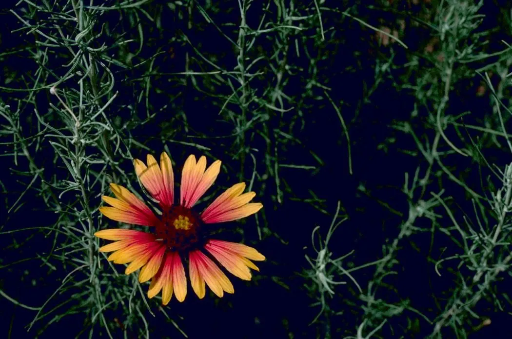 Blanket Flower (Gaillardia X Grandiflora) — Hardy across USDA zones 3-10; reducing the need for frequent watering, image 107