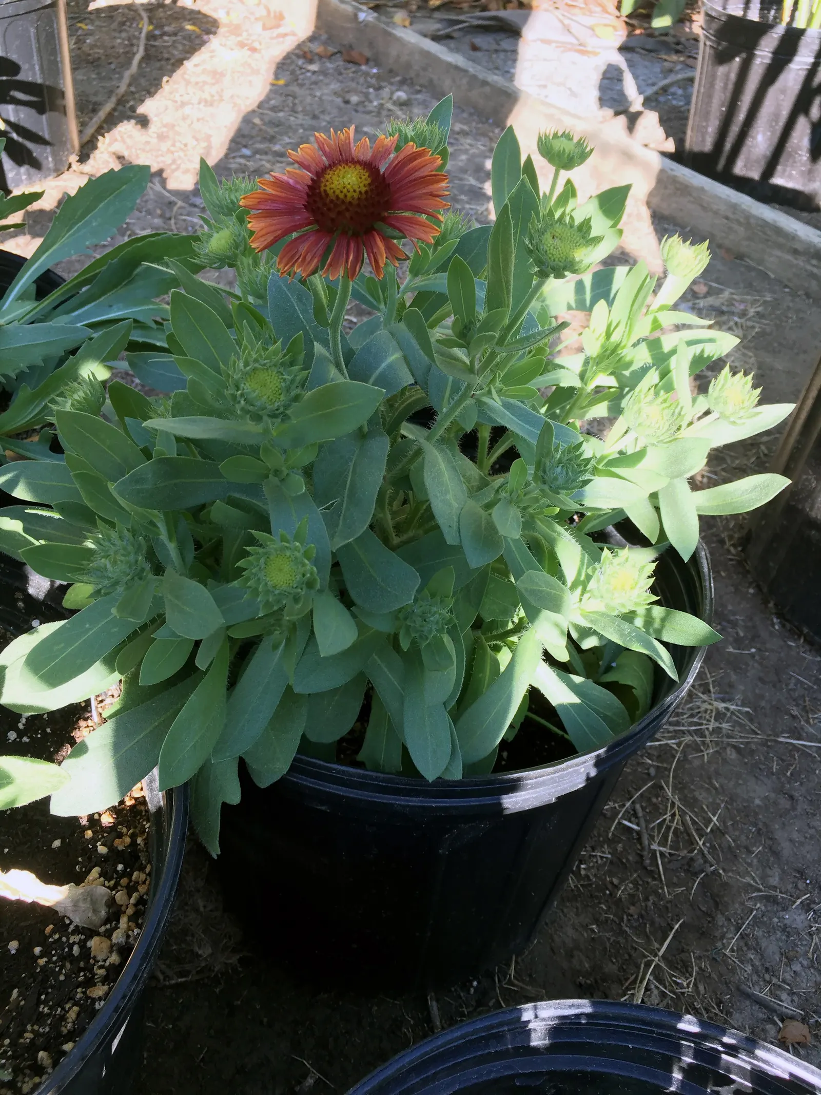 Blanket Flower (Gaillardia X Grandiflora) — Gaillardia x grandiflora is resistant to many pests and diseases; ensuring it remains a delightful and enduring