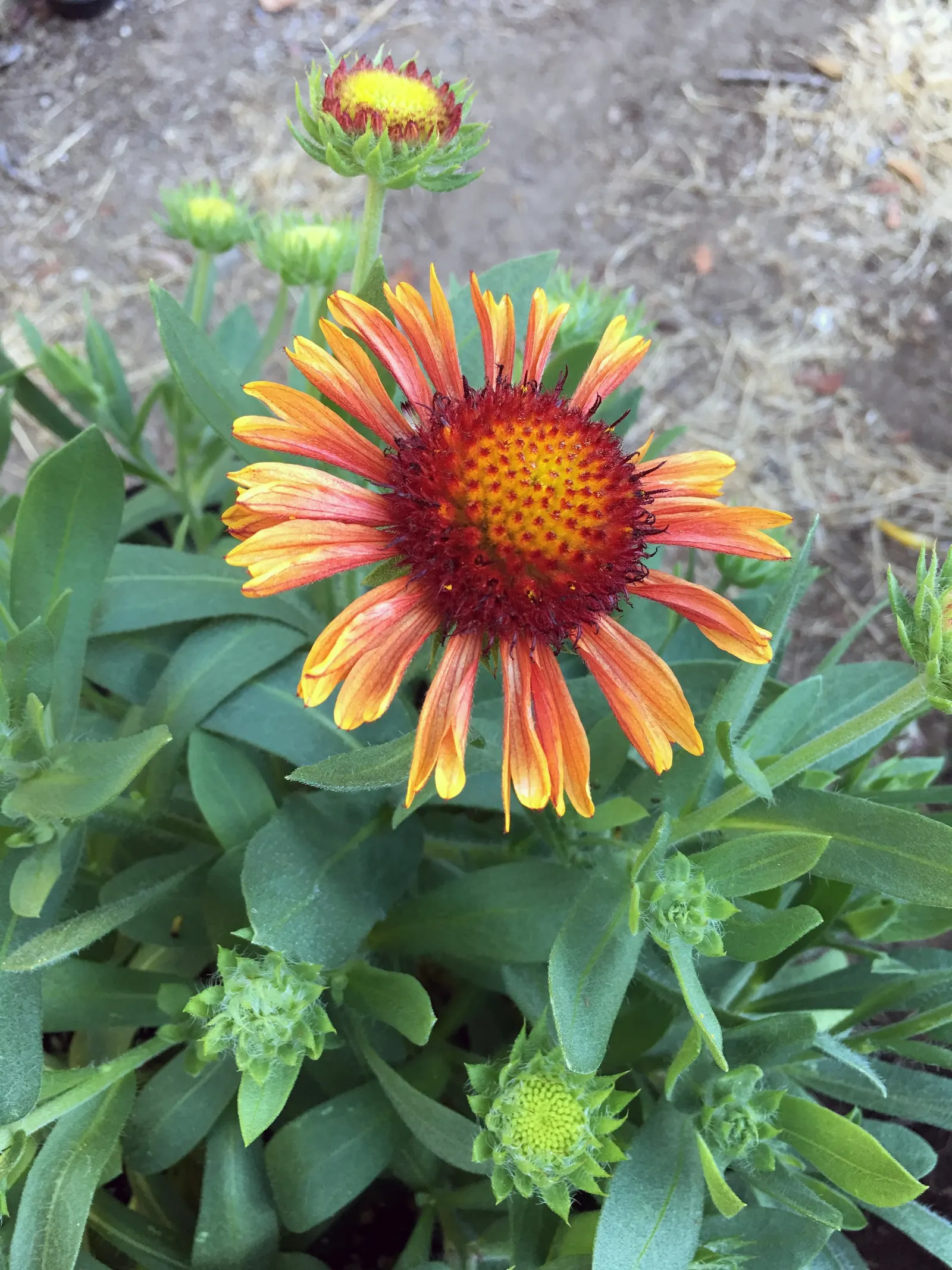 Blanket Flower (Gaillardia X Grandiflora) — resulting from a cross between Gaillardia aristata and Gaillardia pulchella