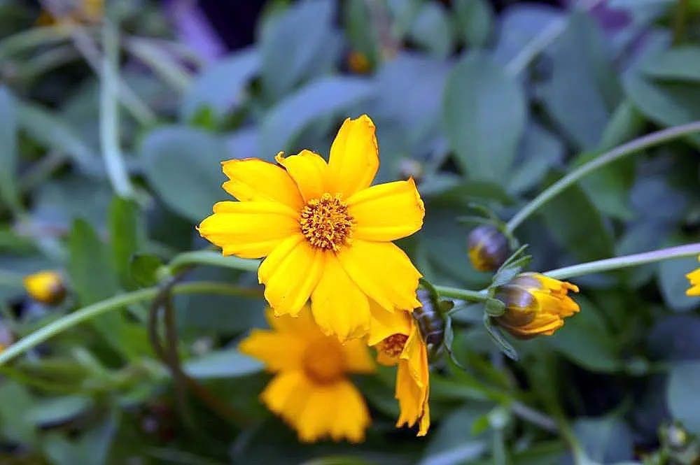 Dwarf Eared Coreopsis (Coreopsis Auriculata 'Nana') — is a compact perennial reaching 6-9 inches tall with an 18-inch spread