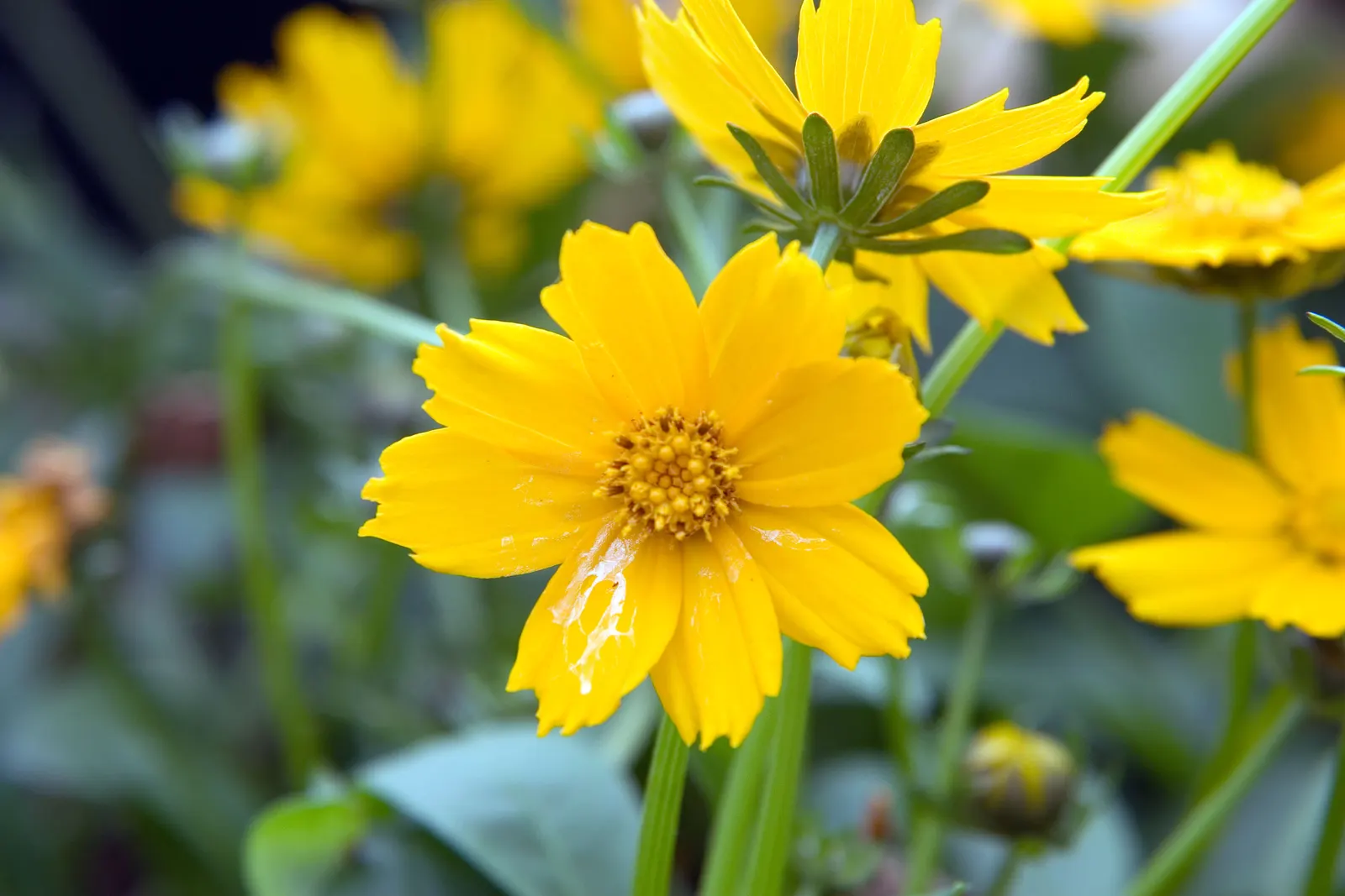 Dwarf Eared Coreopsis (Coreopsis Auriculata 'Nana') — commonly known as Dwarf Eared Coreopsis