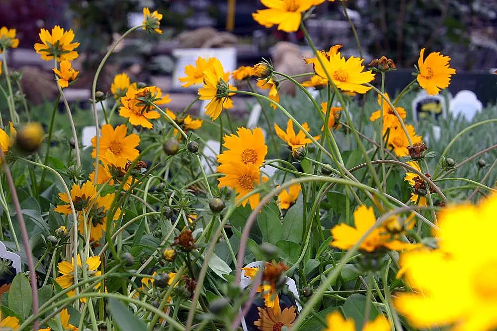 Dwarf Eared Coreopsis (Coreopsis Auriculata 'Nana') — It sports vibrant yellow daisy-like flowers from spring to early summer