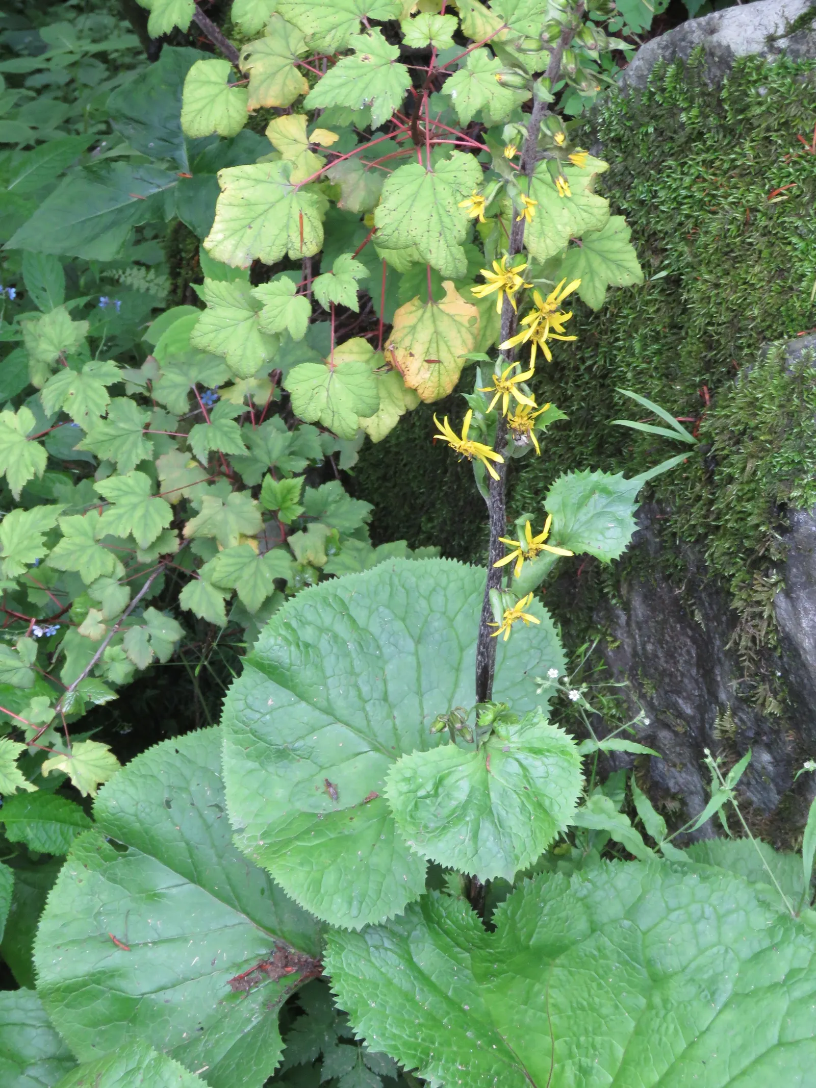 Golden Ragwort (Senecio Aureus) — daisy-like flowers with yellow rays and disks bloom in spring