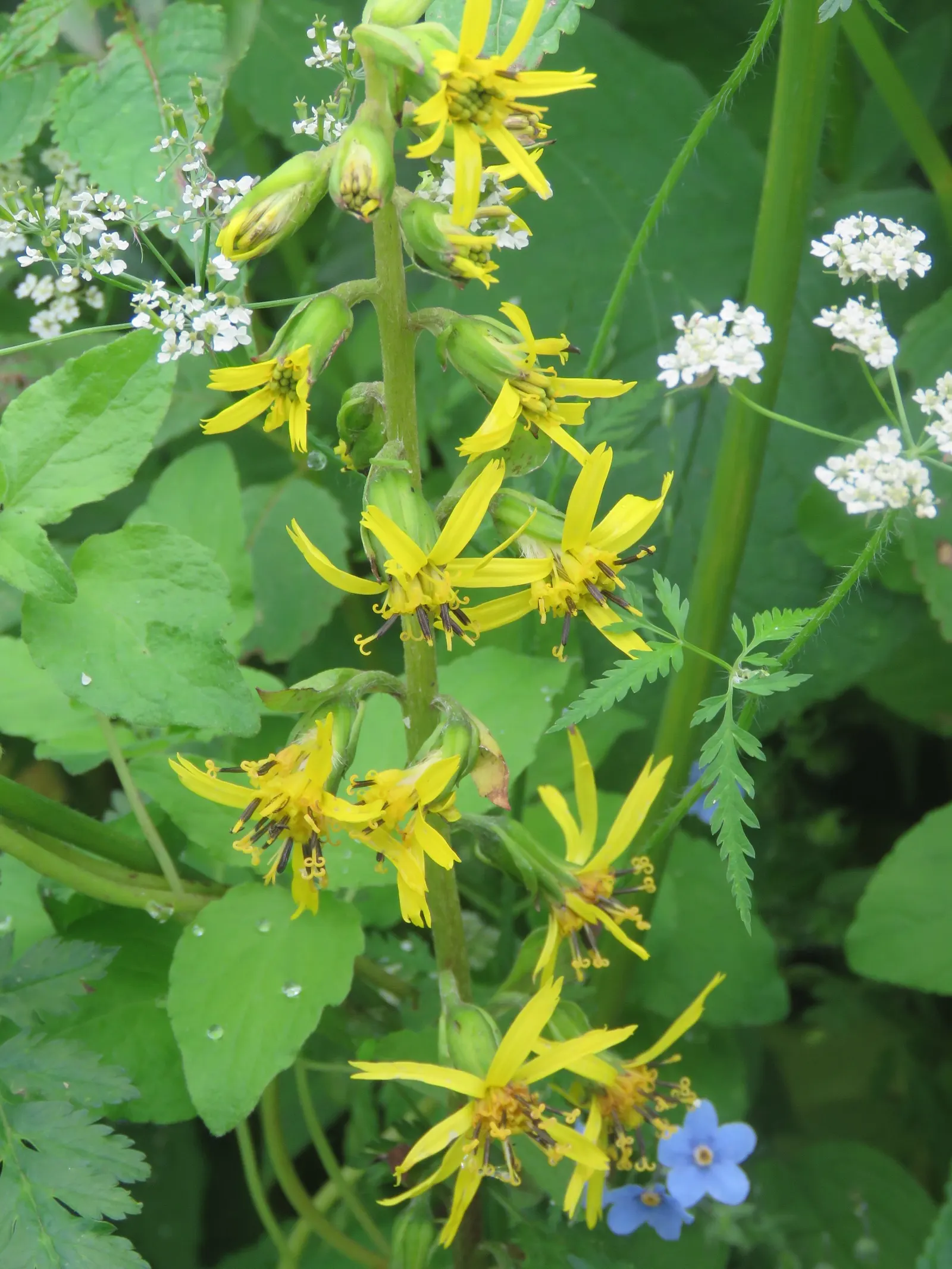 Golden Ragwort (Senecio Aureus) — is a vibrant perennial that offers a bright pop of color in the spring landscape
