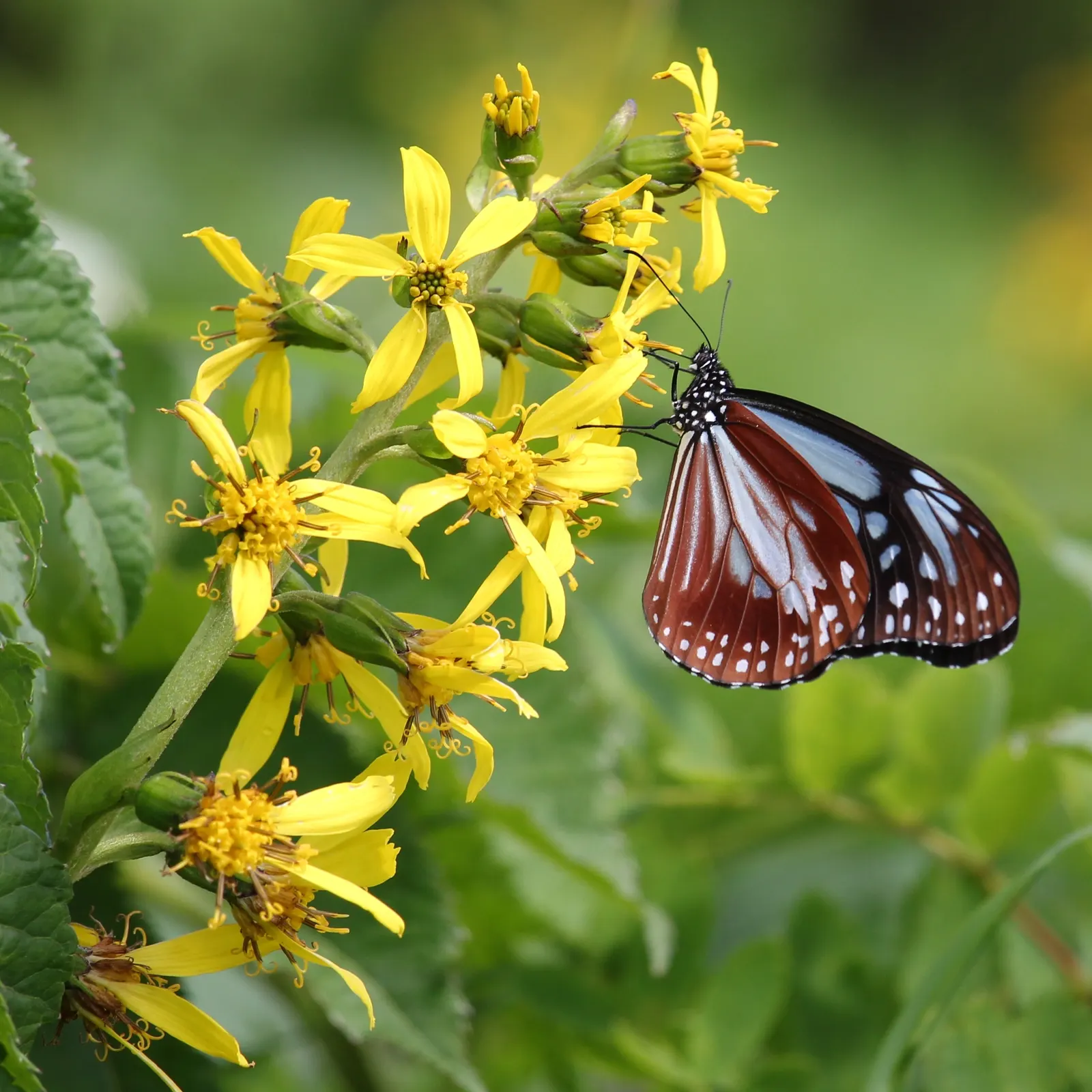 Golden Ragwort (Senecio Aureus) — Golden Ragwort (Senecio aureus) is a cheerful, herbaceous perennial reaching 1-3 ft in height