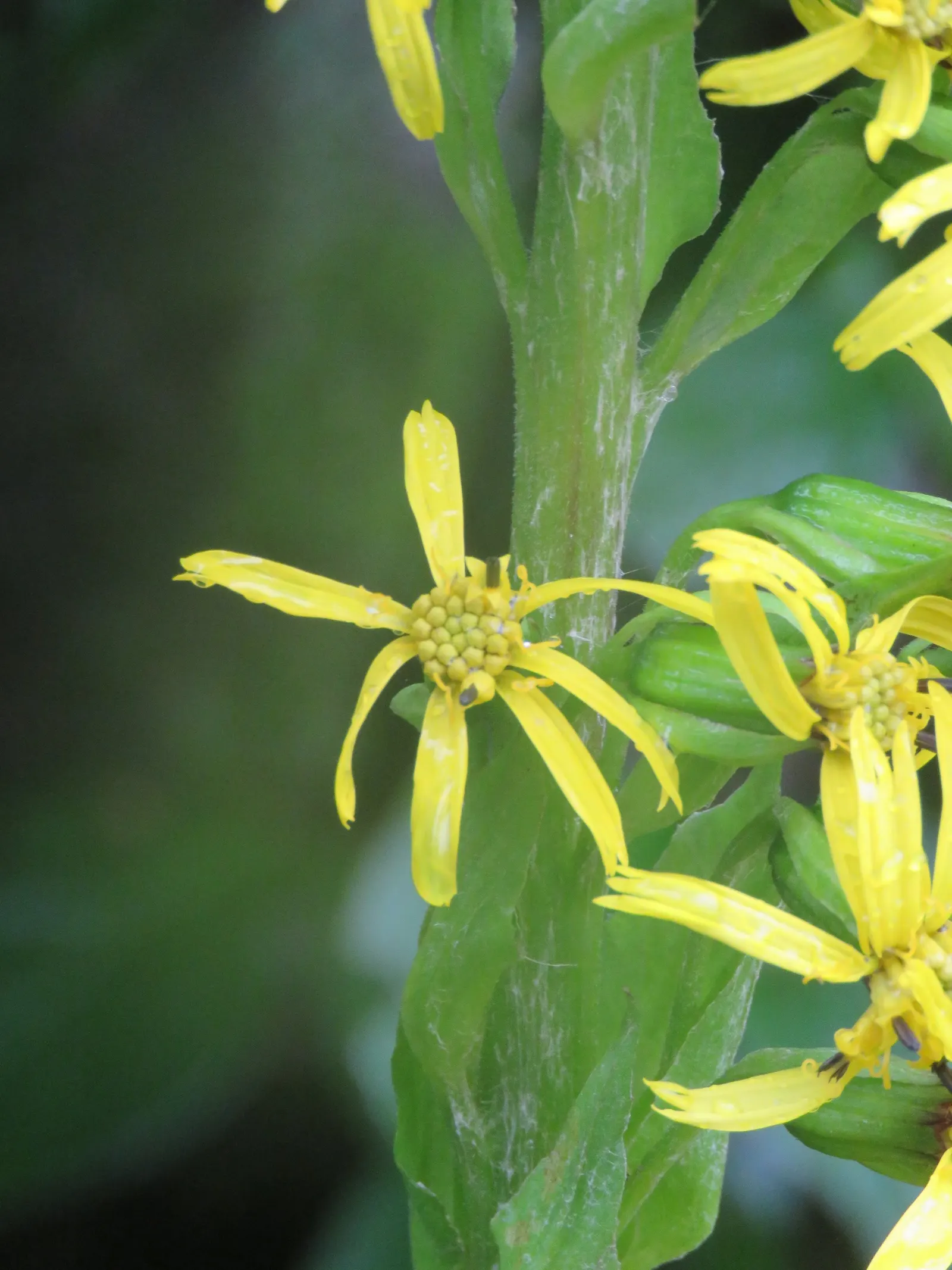 Golden Ragwort (Senecio Aureus) — Golden Ragwort (Senecio aureus)