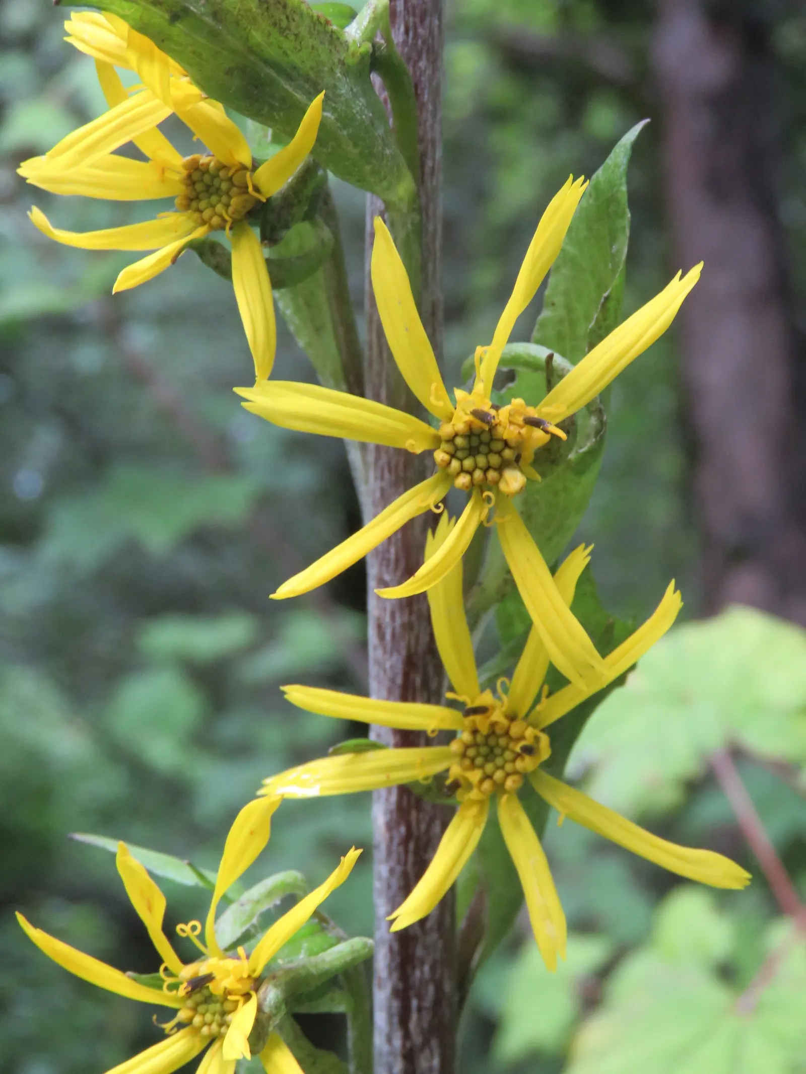 Golden Ragwort (Senecio Aureus) — This hardy plant is native to Eastern North America and thrives in USDA hardiness zones 3 through 8