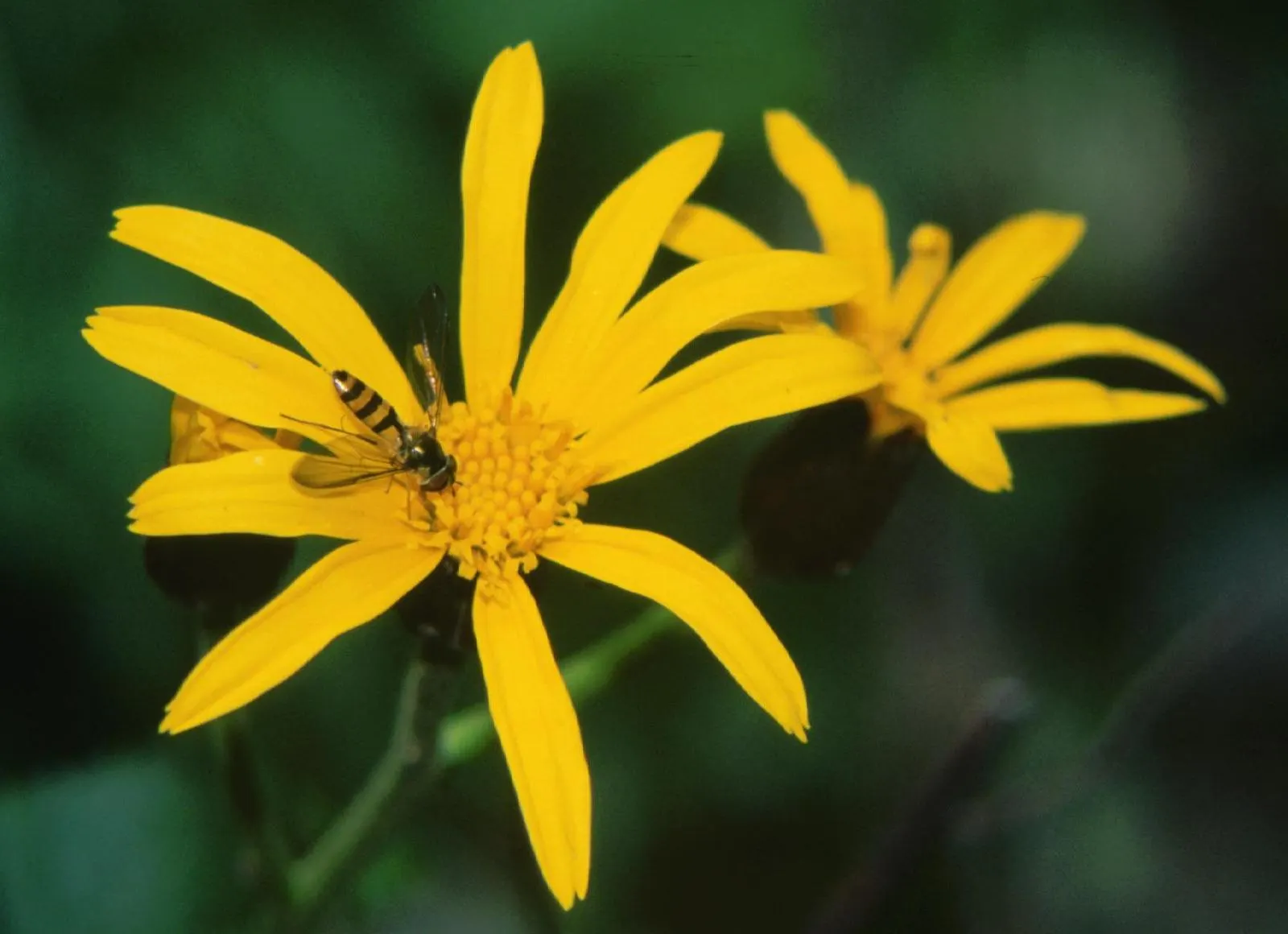 Golden Ragwort (Senecio Aureus) — it prefers well-drained soil and partial sun