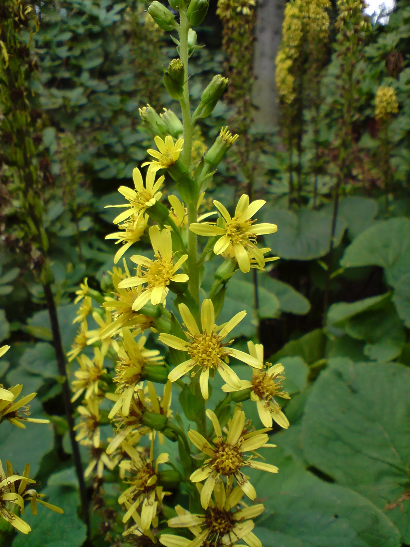 Golden Ragwort (Senecio Aureus) — spreading through rhizomes to create a dense ground cover