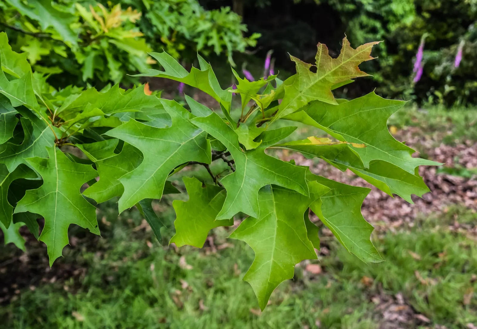 Nuttall's Oak (Quercus Texana) — <br><br>Low maintenance and drought tolerant once established