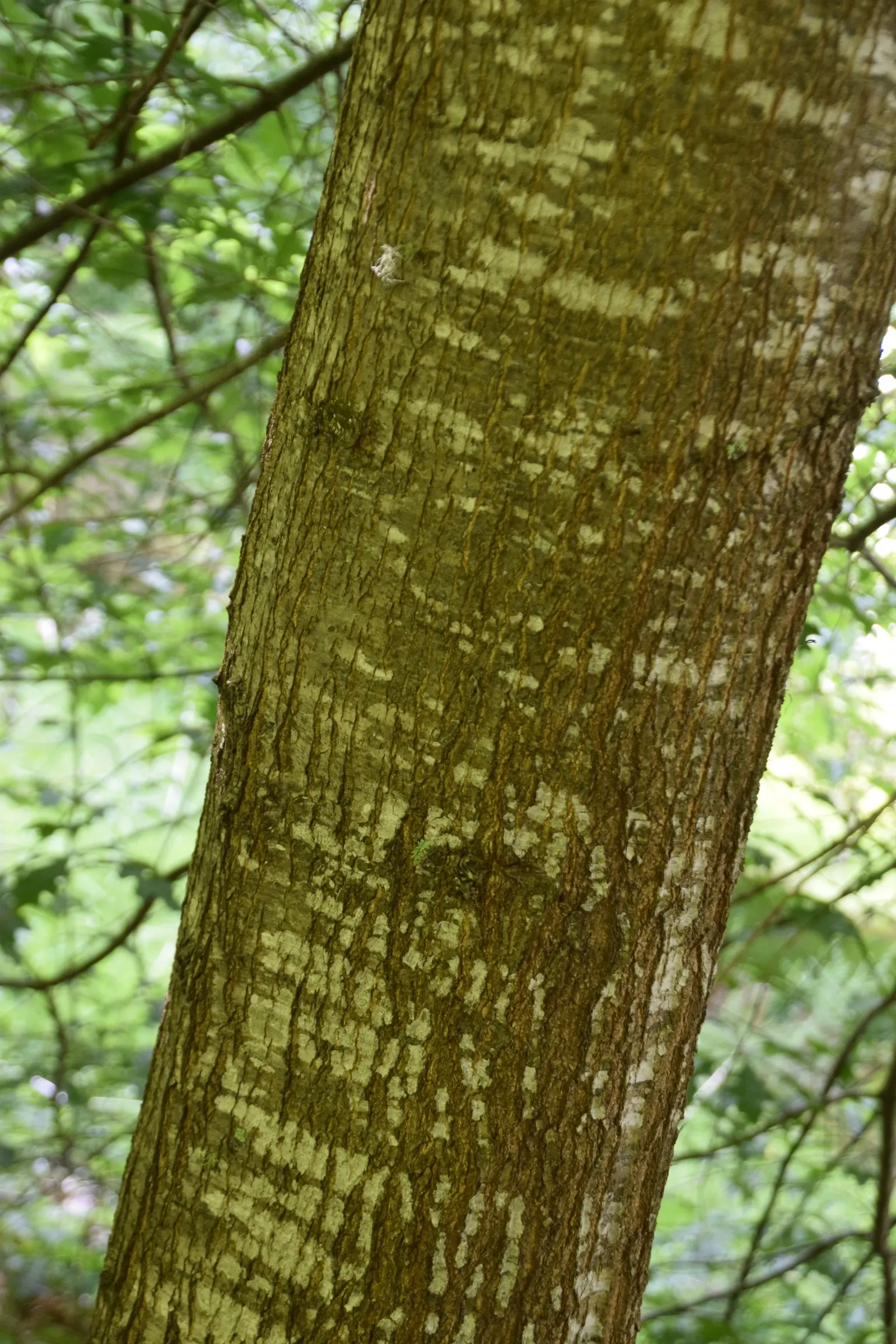 Nuttall's Oak (Quercus Texana) — glossy green leaves ranging from 4 to 8 inches in length
