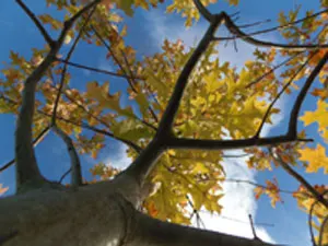 Nuttall's Oak (Quercus Texana) — flourishing in USDA zones 6 through 8 with moderate water requirements