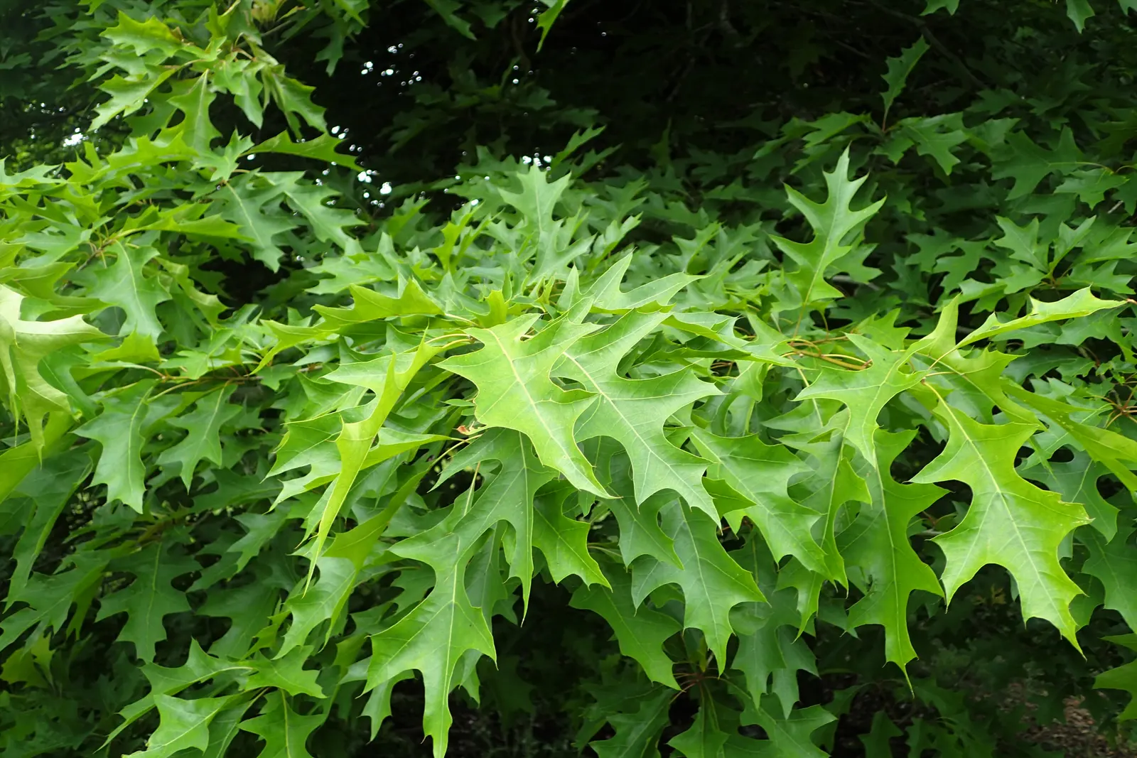 Nuttall's Oak (Quercus Texana) — This stately deciduous tree is known for its adaptability and handsome, stately growth habit