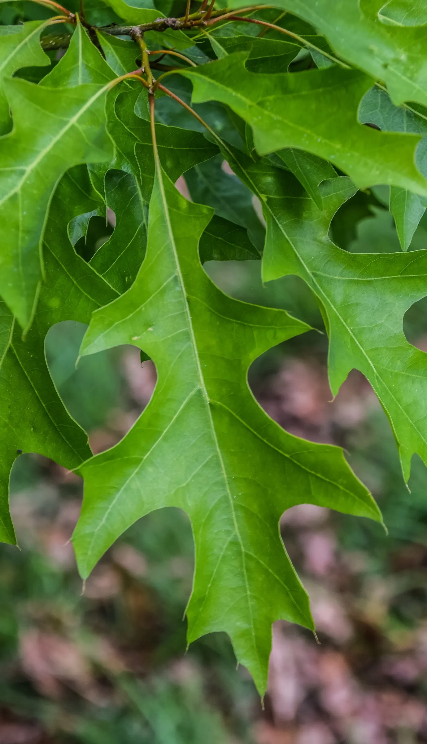 Nuttall's Oak (Quercus Texana) — Quercus texana requires minimal care