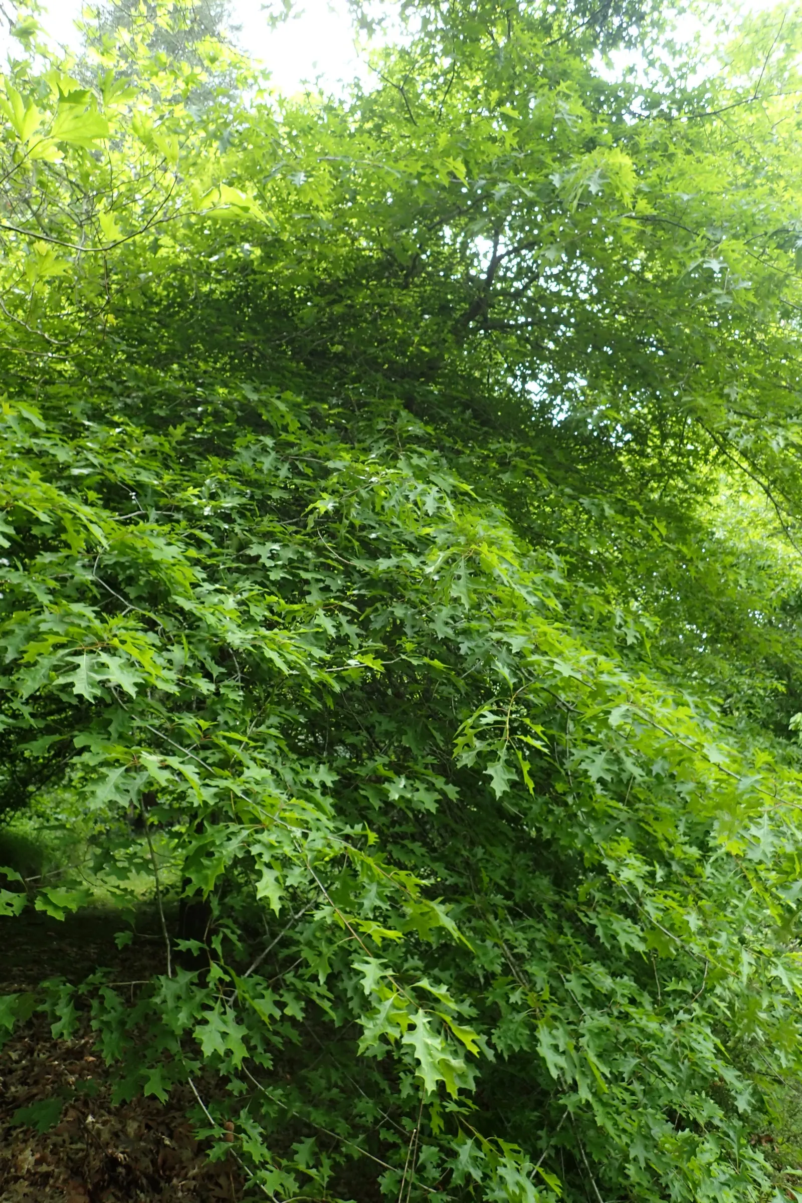 Nuttall's Oak (Quercus Texana) — with a spread of 25 to 40 feet