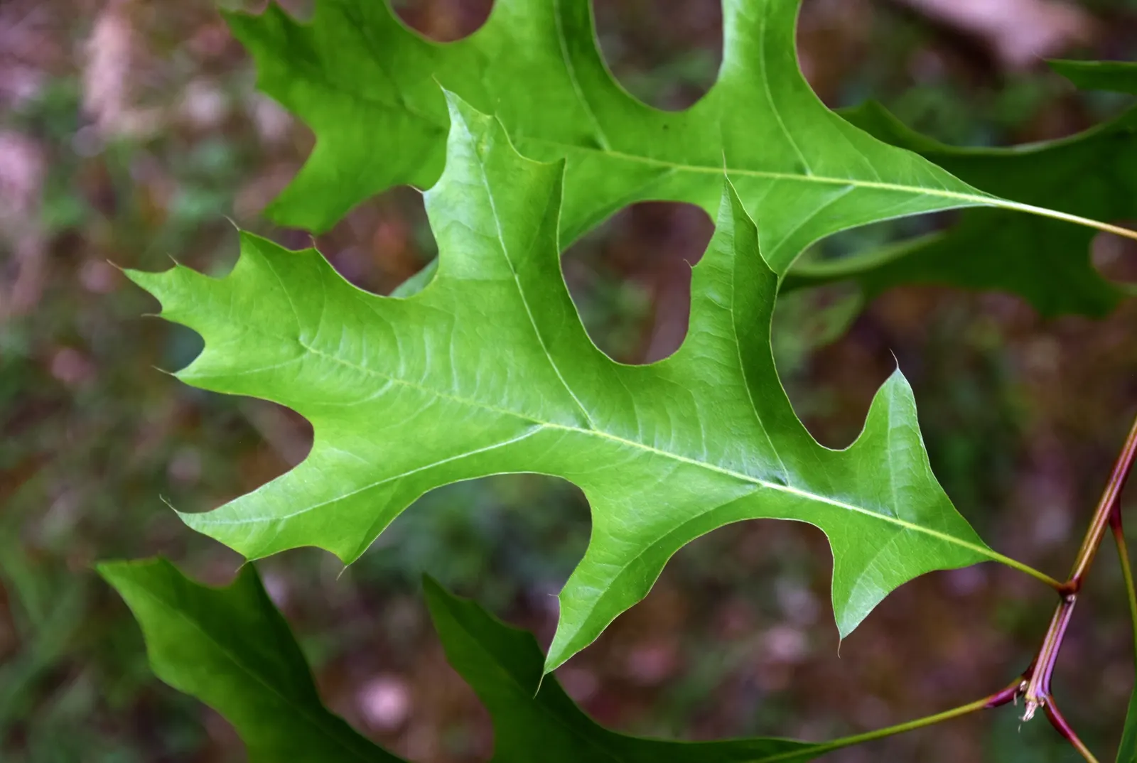 Nuttall's Oak (Quercus Texana) — <br><br>Nuttall's Oak is distinguished by its deeply lobed
