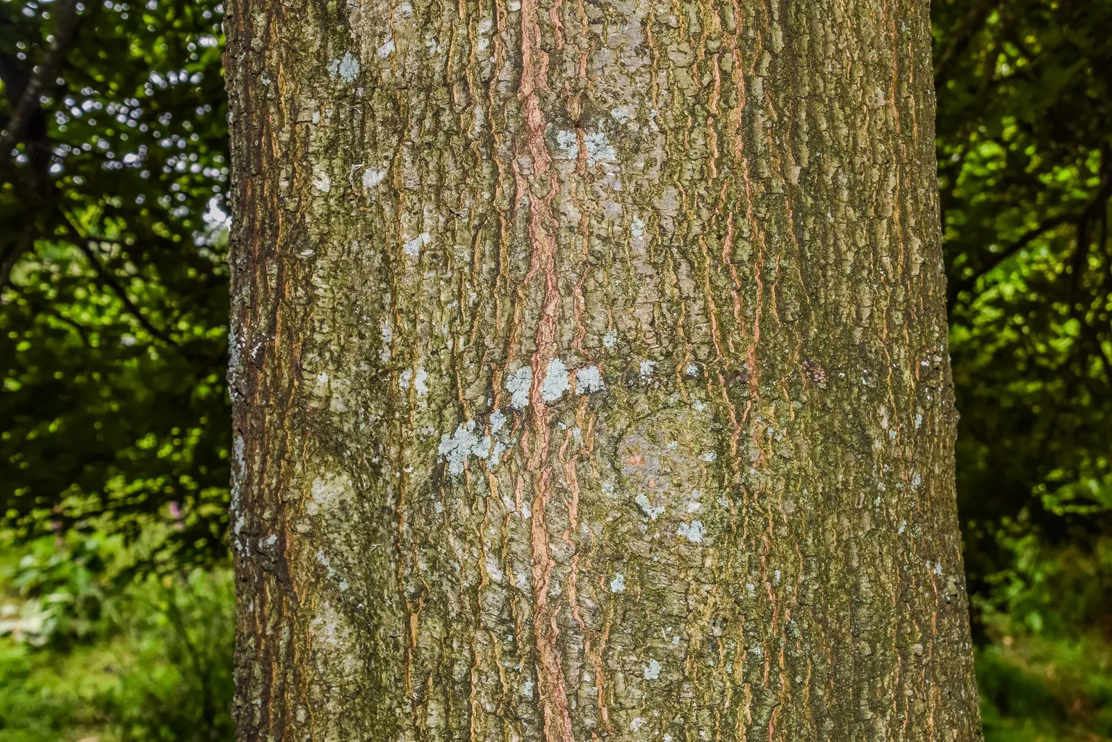 Nuttall's Oak (Quercus Texana) — Featuring deeply-lobed leaves, it boasts stunning red fall foliage