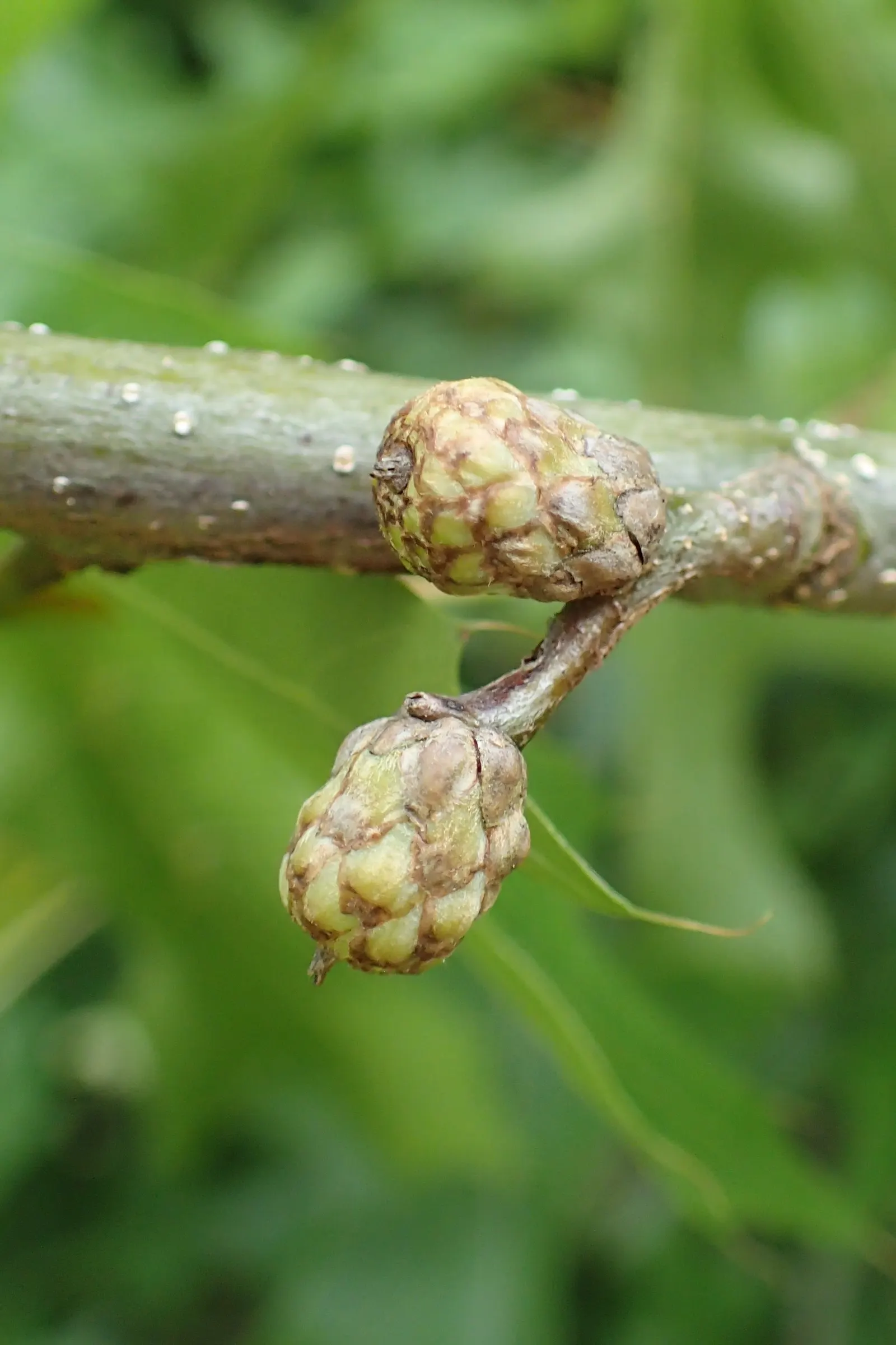 Nuttall's Oak (Quercus Texana) — This species thrives in USDA Hardiness Zones 5 through 9