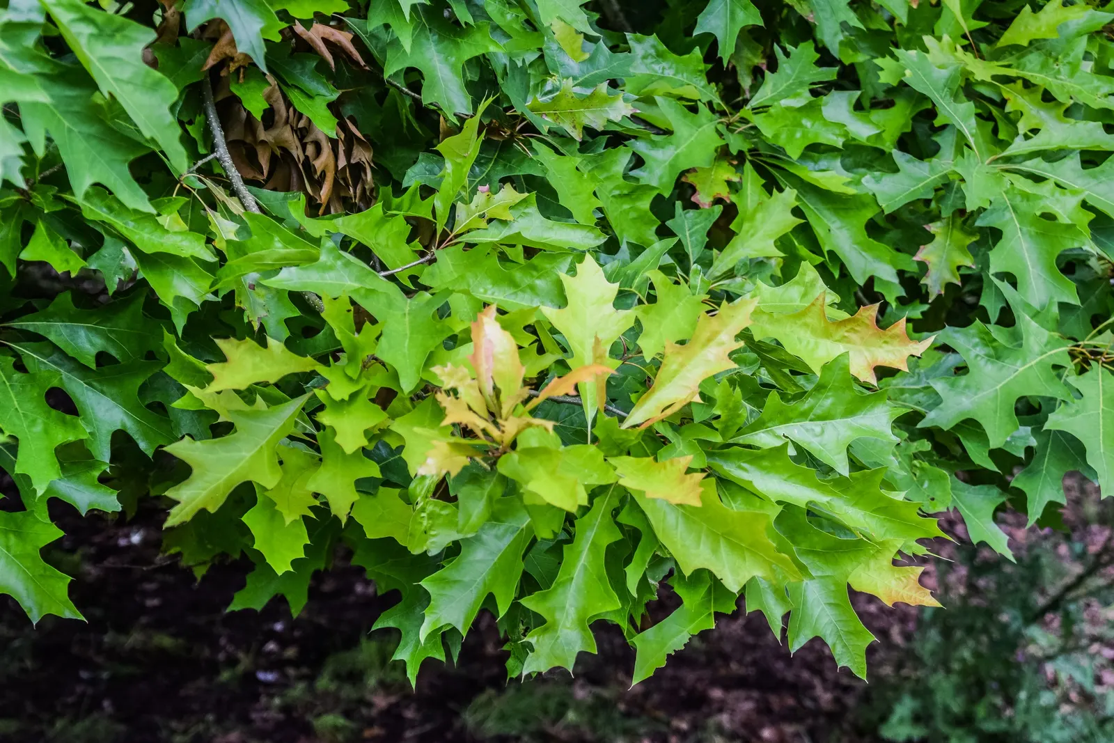 Nuttall's Oak (Quercus Texana) — which provide food for a variety of wildlife