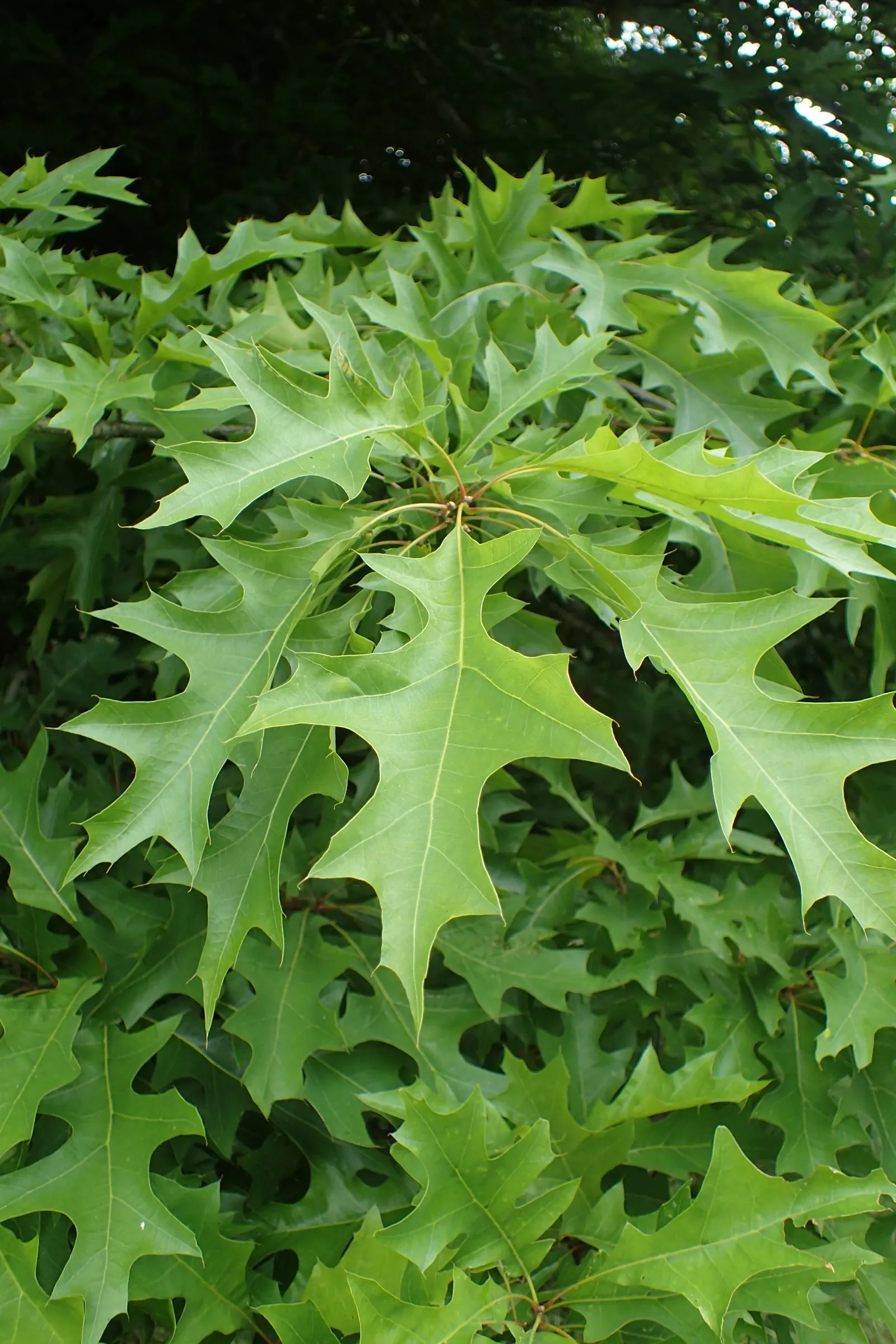Nuttall's Oak (Quercus Texana) — Its moderate size and strong structure make it an excellent choice for both residential and public landscapes
