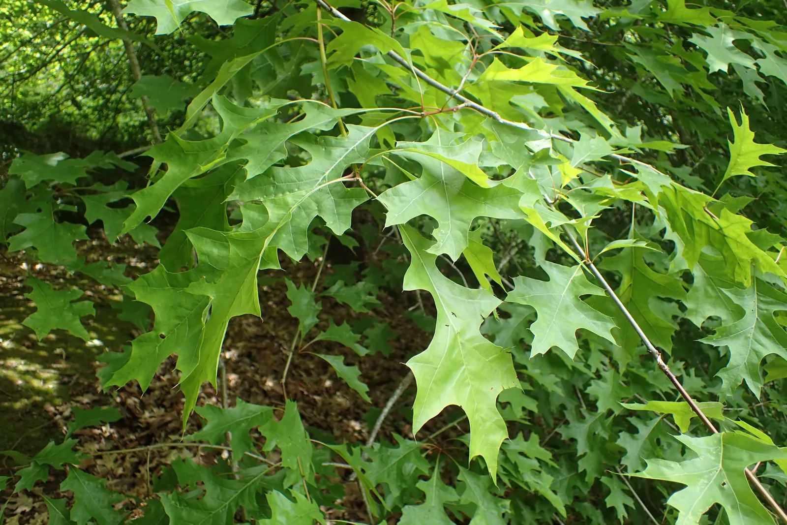 Nuttall's Oak (Quercus Texana) — showing a clear preference for well-drained soils and full sunlight exposure