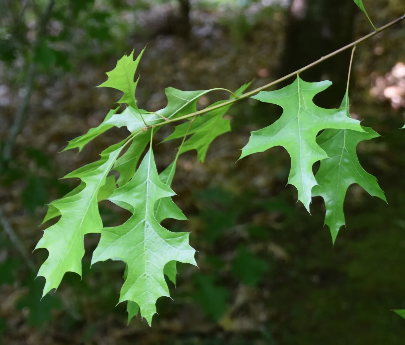 Nuttall's Oak (Quercus Texana) — which turn a striking array of reds and oranges in the fall