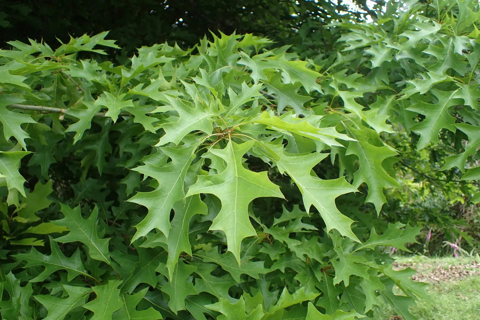 Nuttall's Oak (Quercus Texana) — quickly grows to a robust height of 40-60 feet with a spread of 25-35 feet